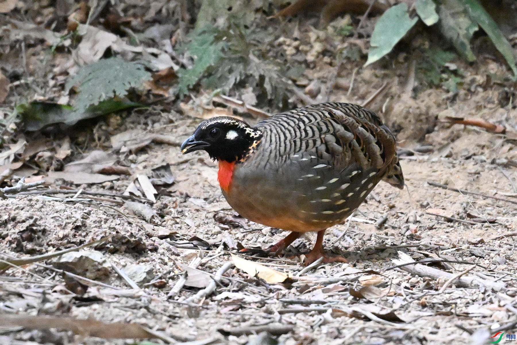 DSC_7277.JPG