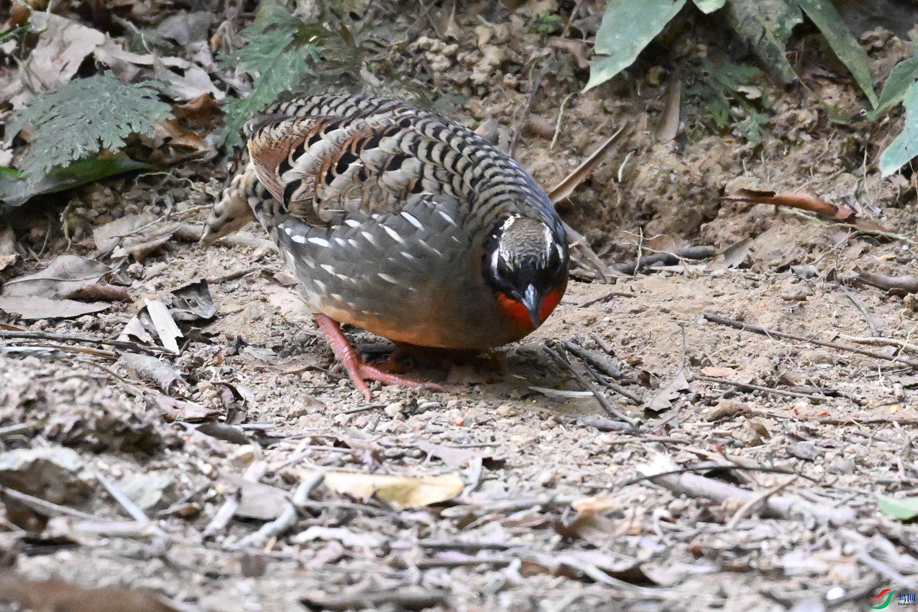 DSC_7246.JPG