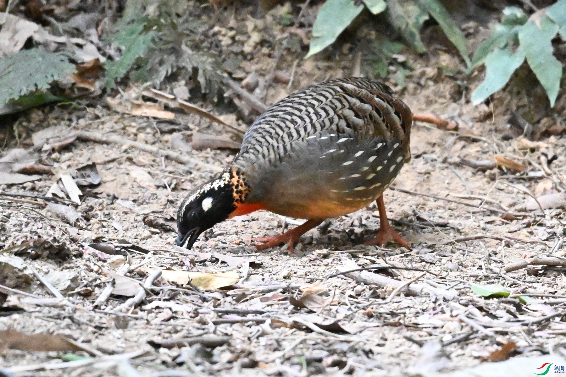 DSC_7264.JPG