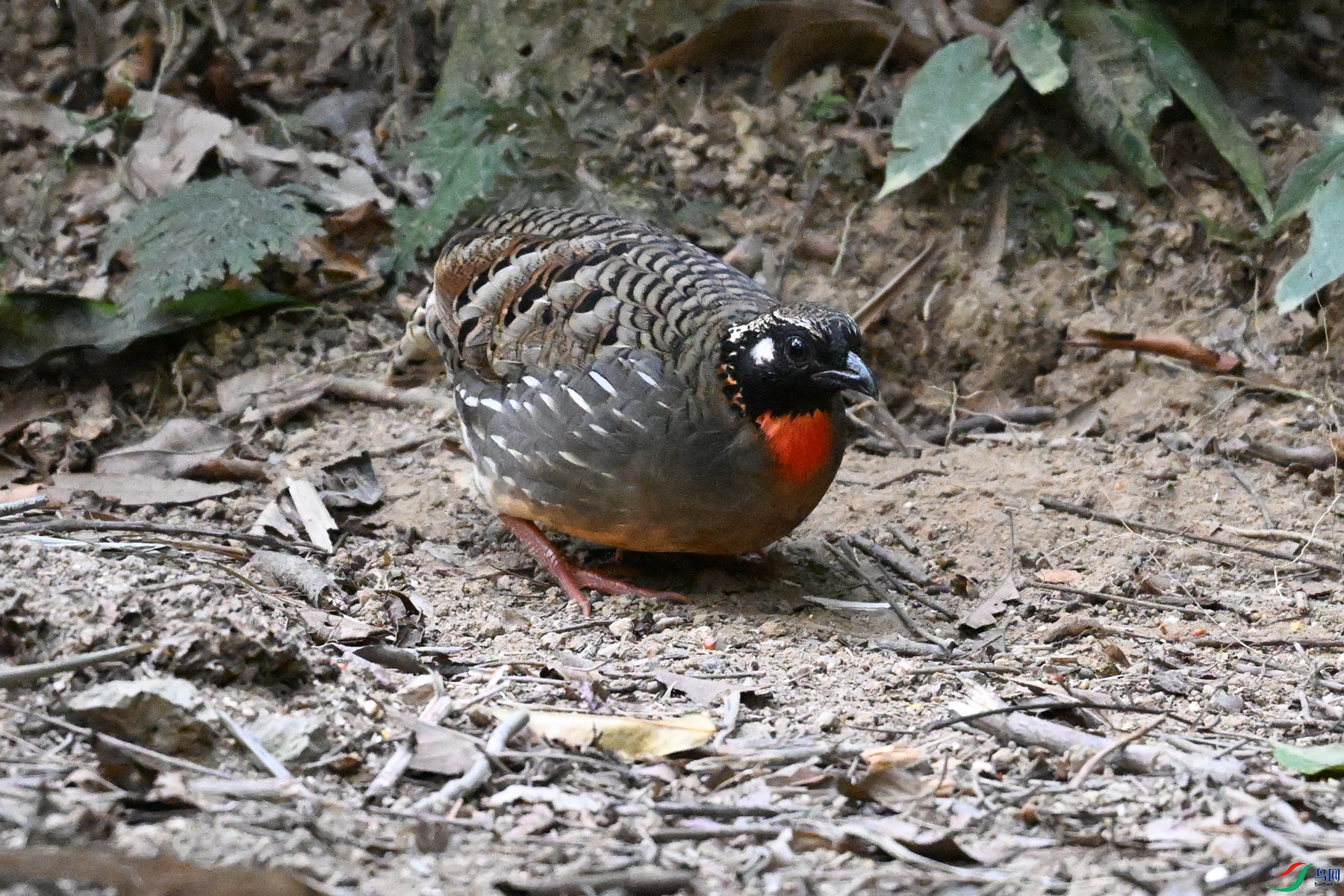 DSC_7248.JPG