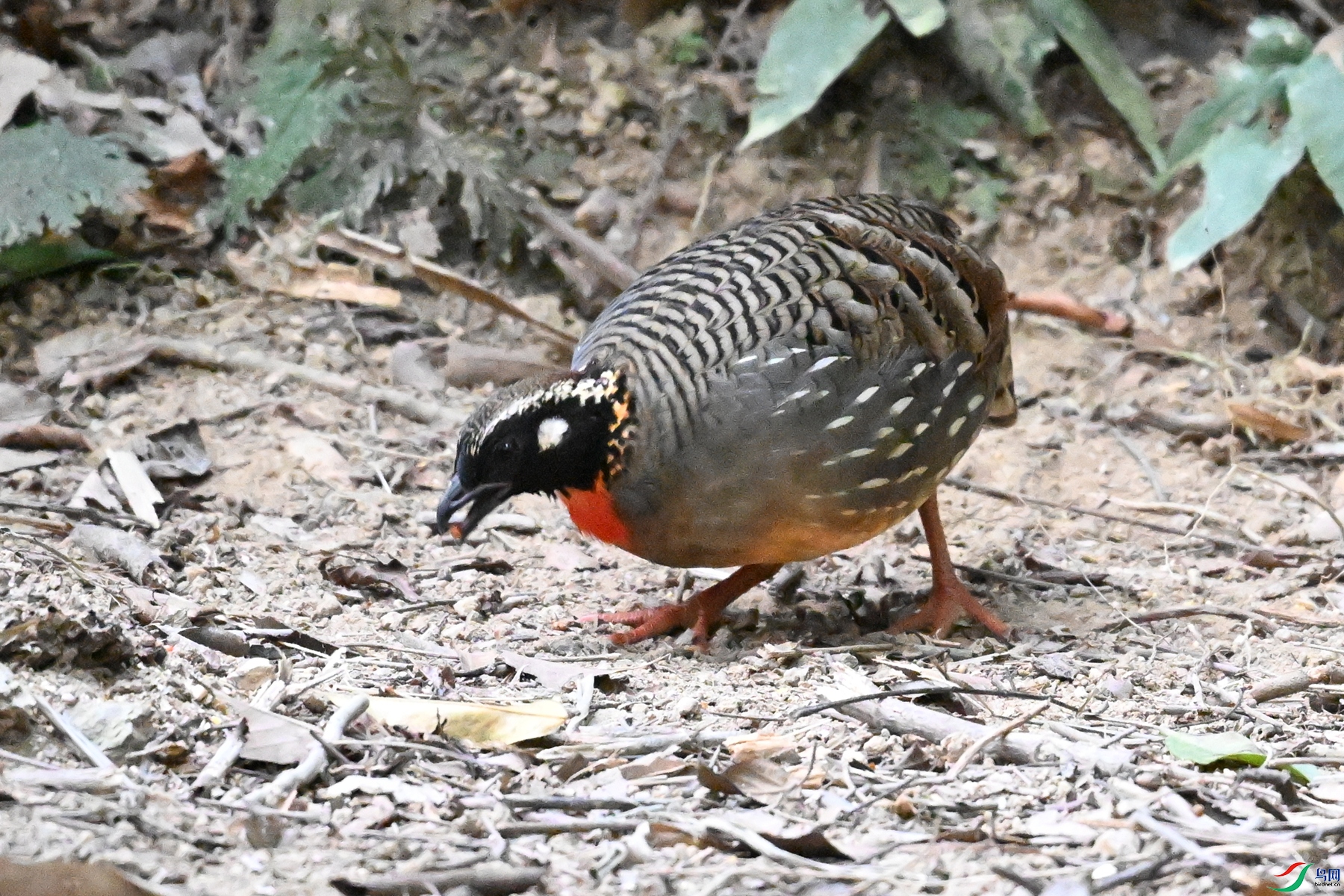 DSC_7265.JPG