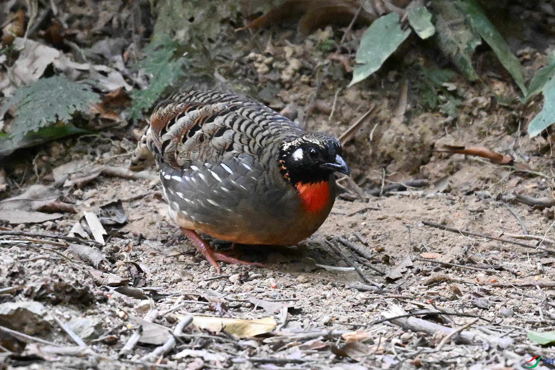 DSC_7249.JPG