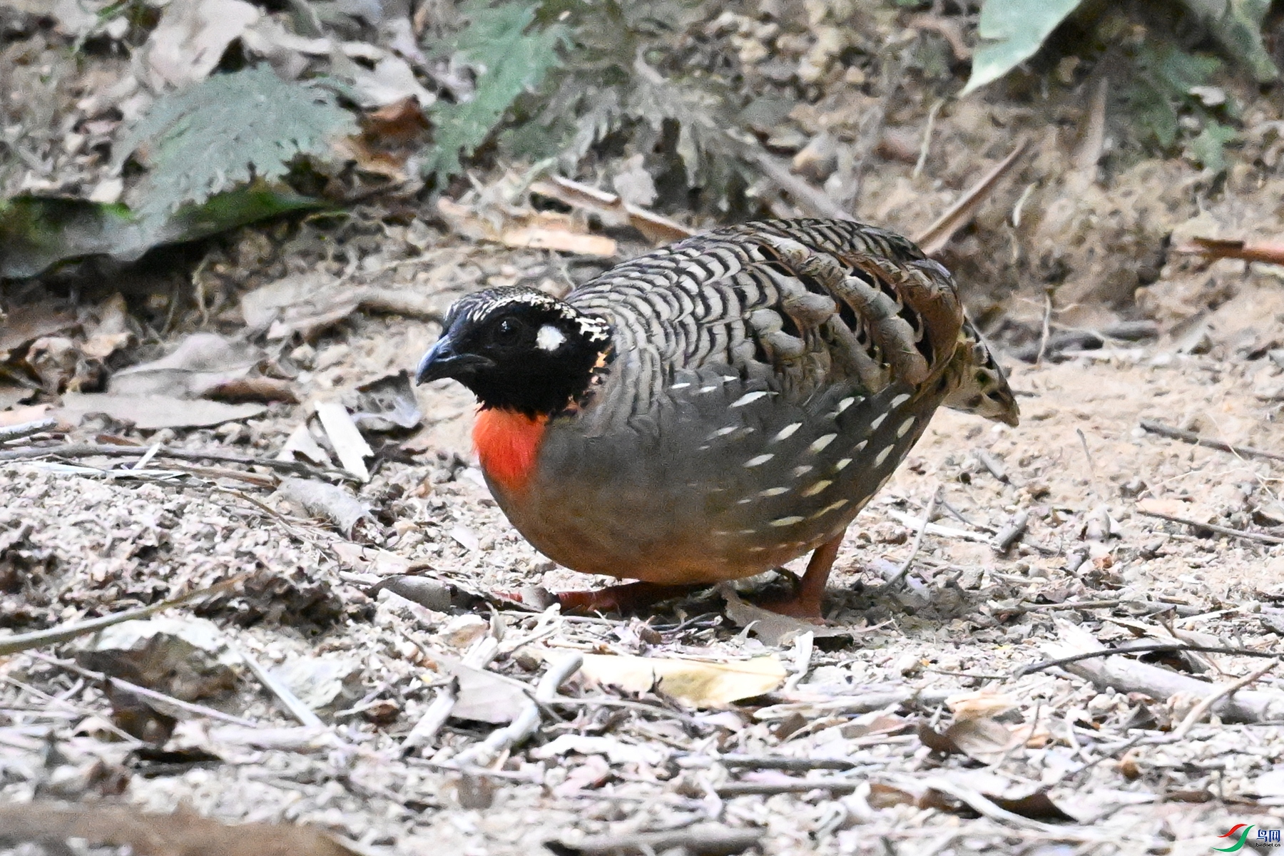 DSC_7267.JPG