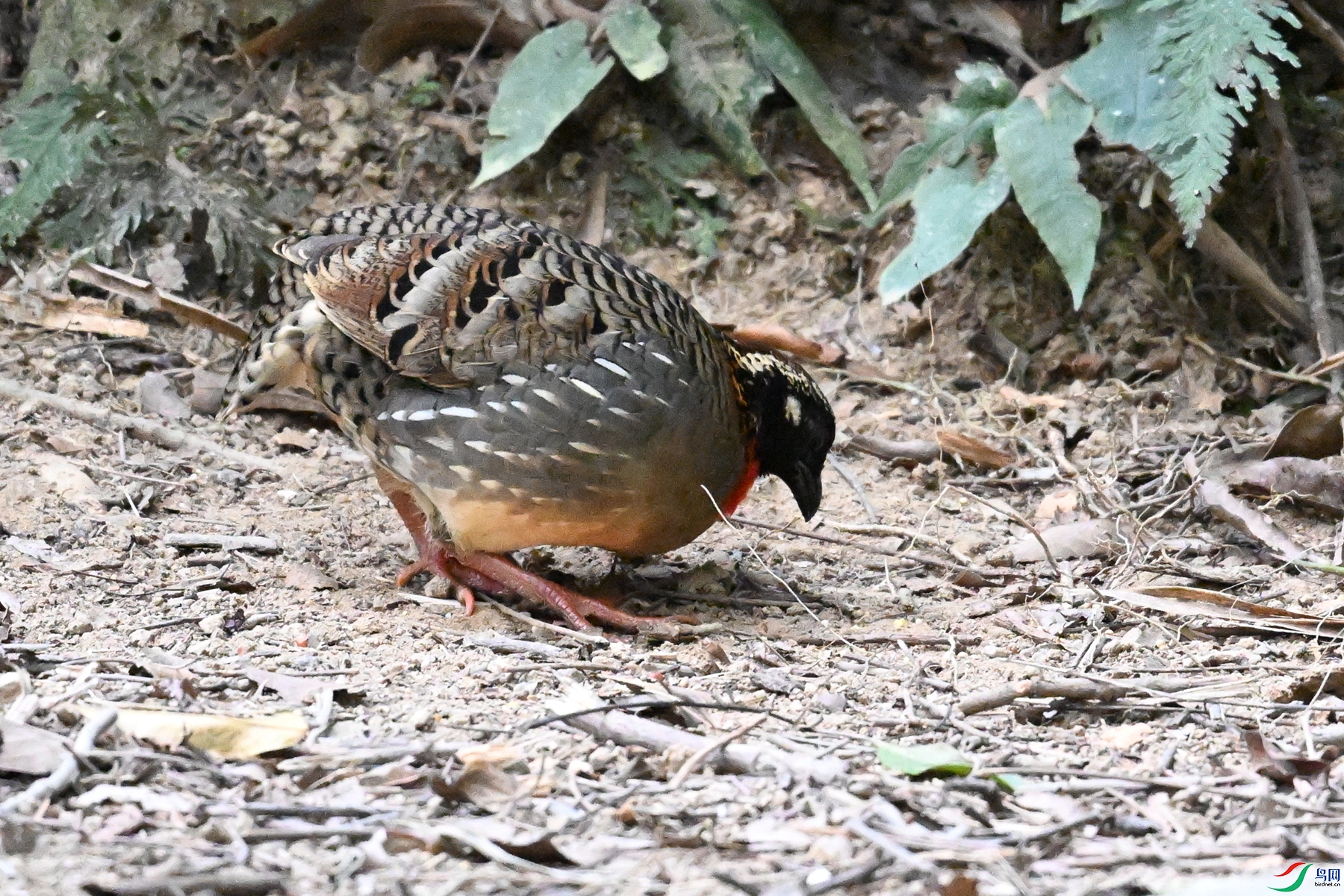 DSC_7250.JPG