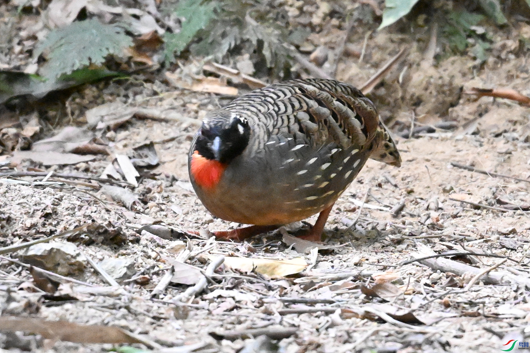 DSC_7270.JPG