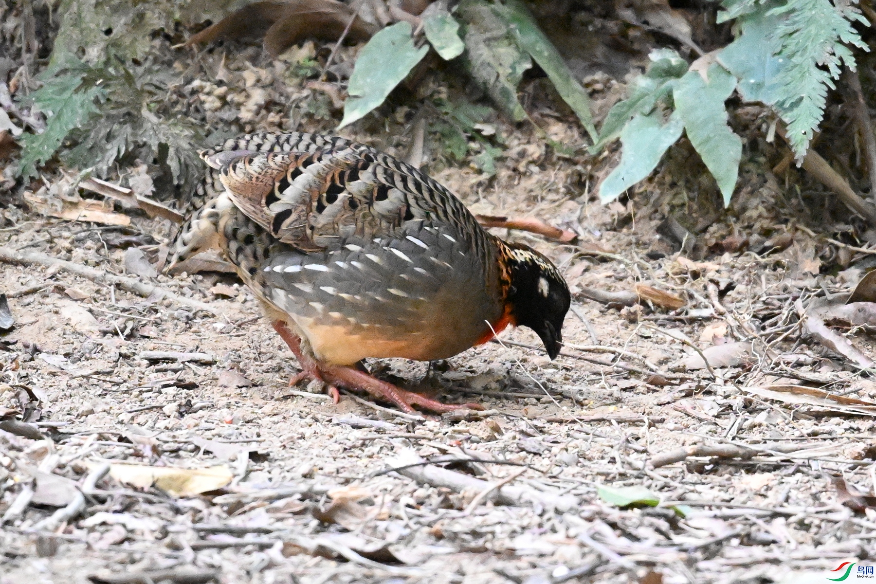 DSC_7252.JPG