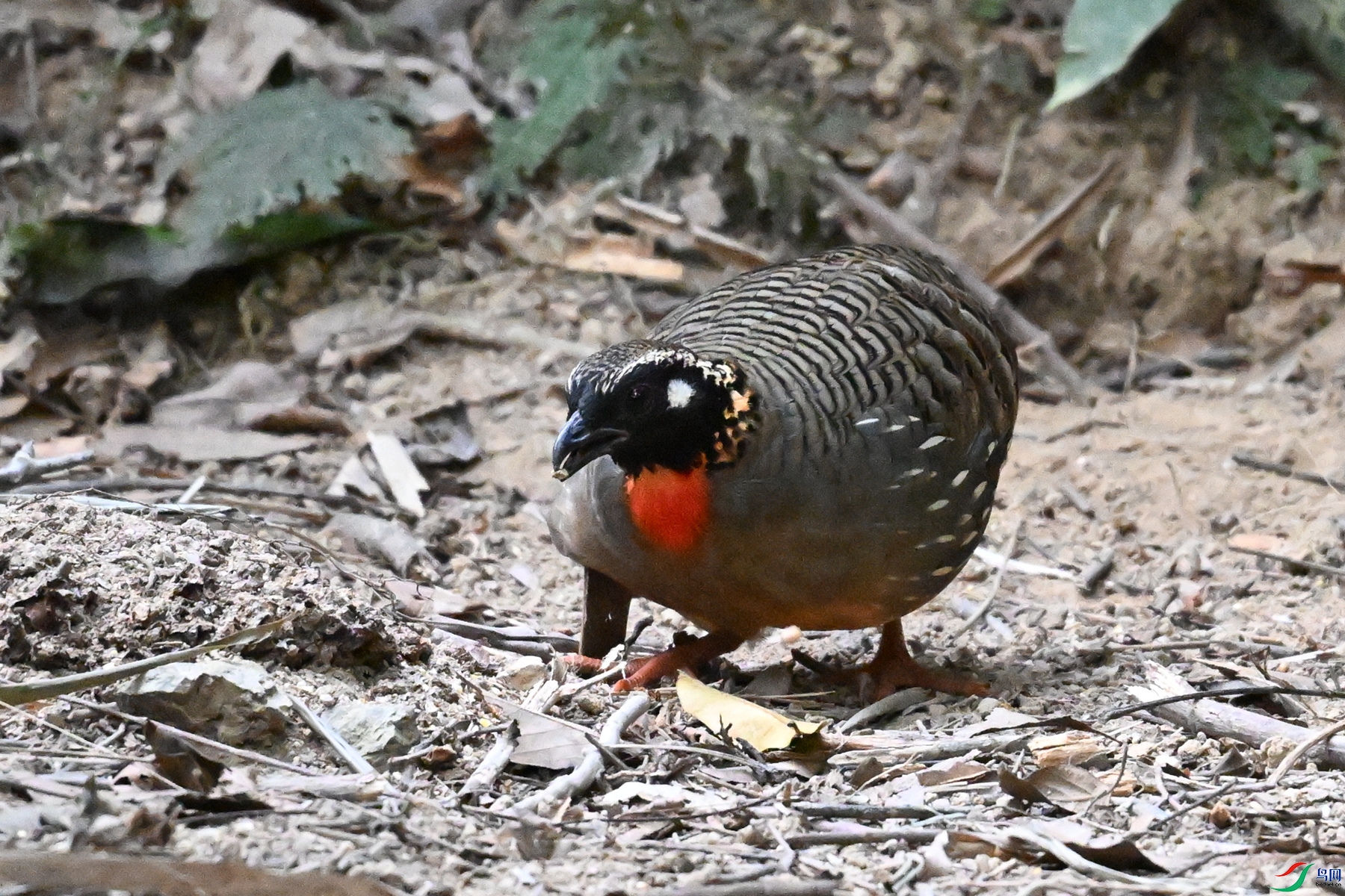 DSC_7273.JPG