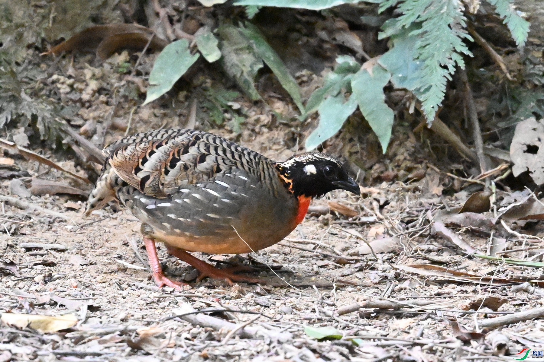 DSC_7253.JPG