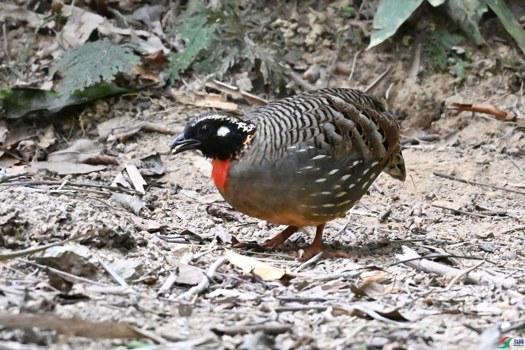 DSC_7276.JPG