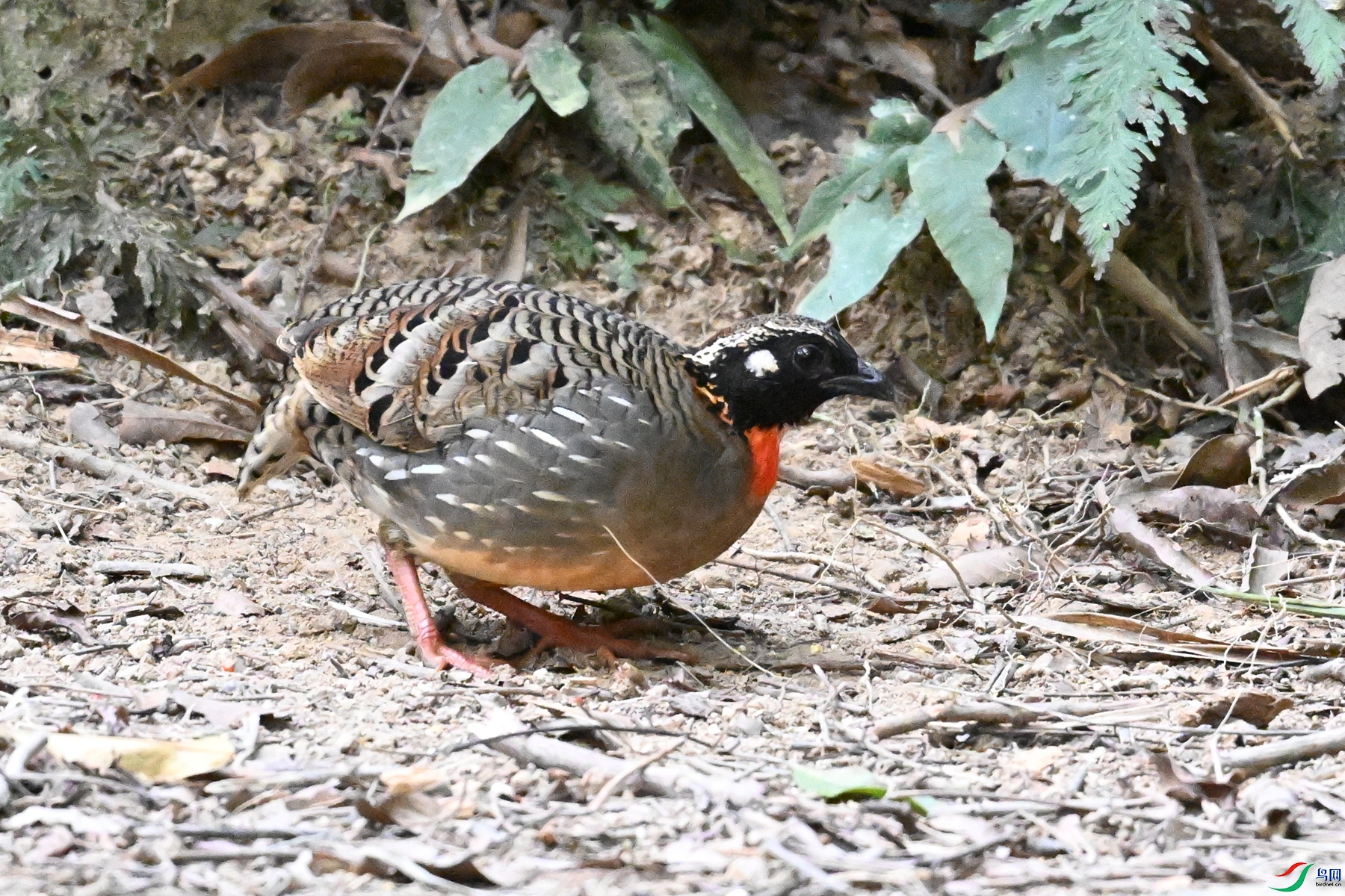 DSC_7256.JPG