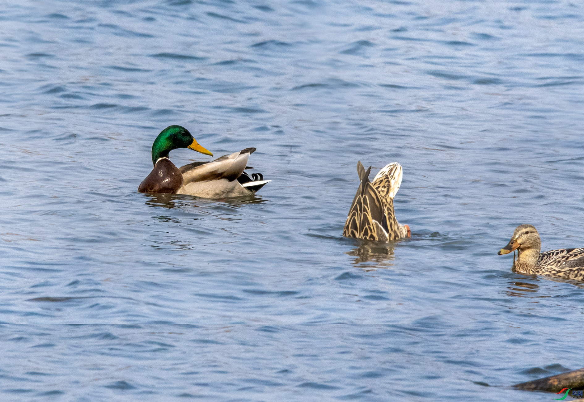 DSC_6051_��ͼ�� ����.jpg