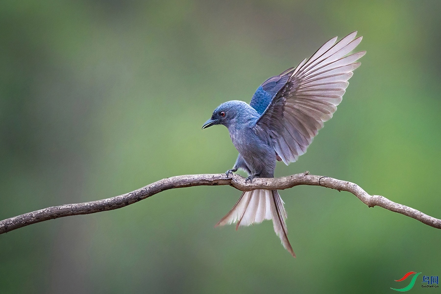 6H7A5812-DeNoiseAI-standard ����.jpg