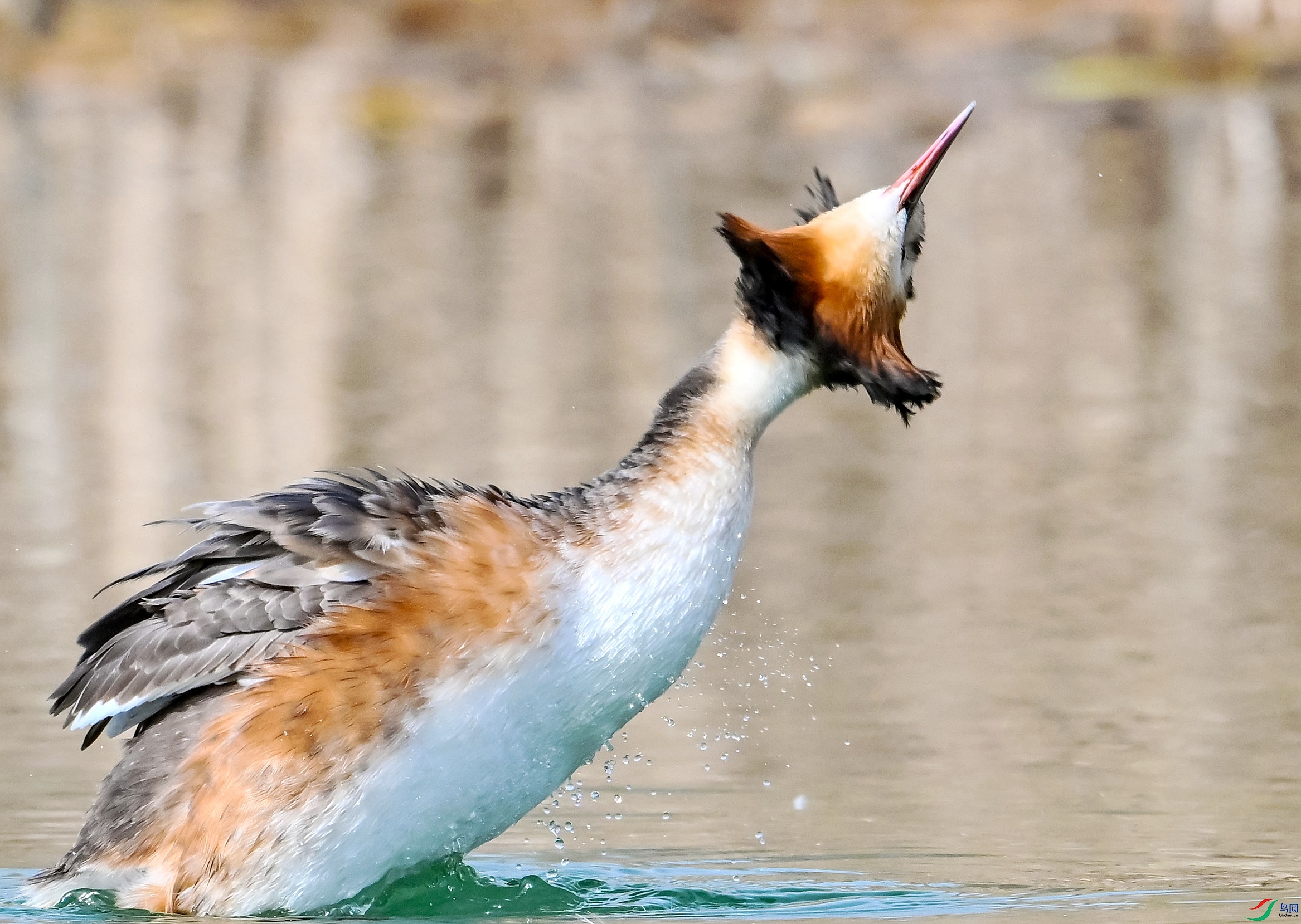 DSC_0966---_conew1.jpg