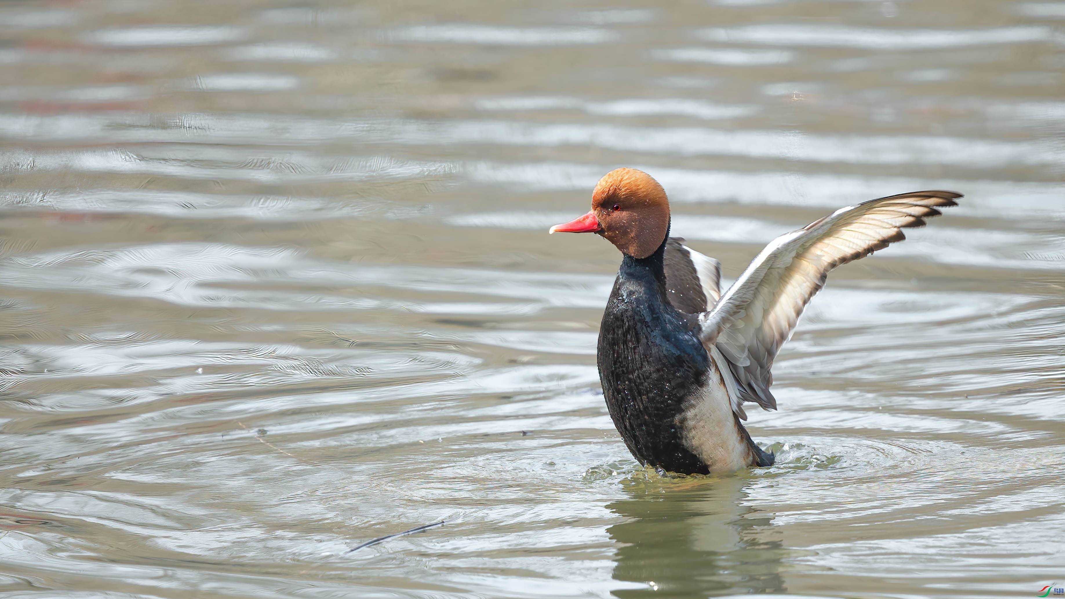 AQ4P8157-1.jpg