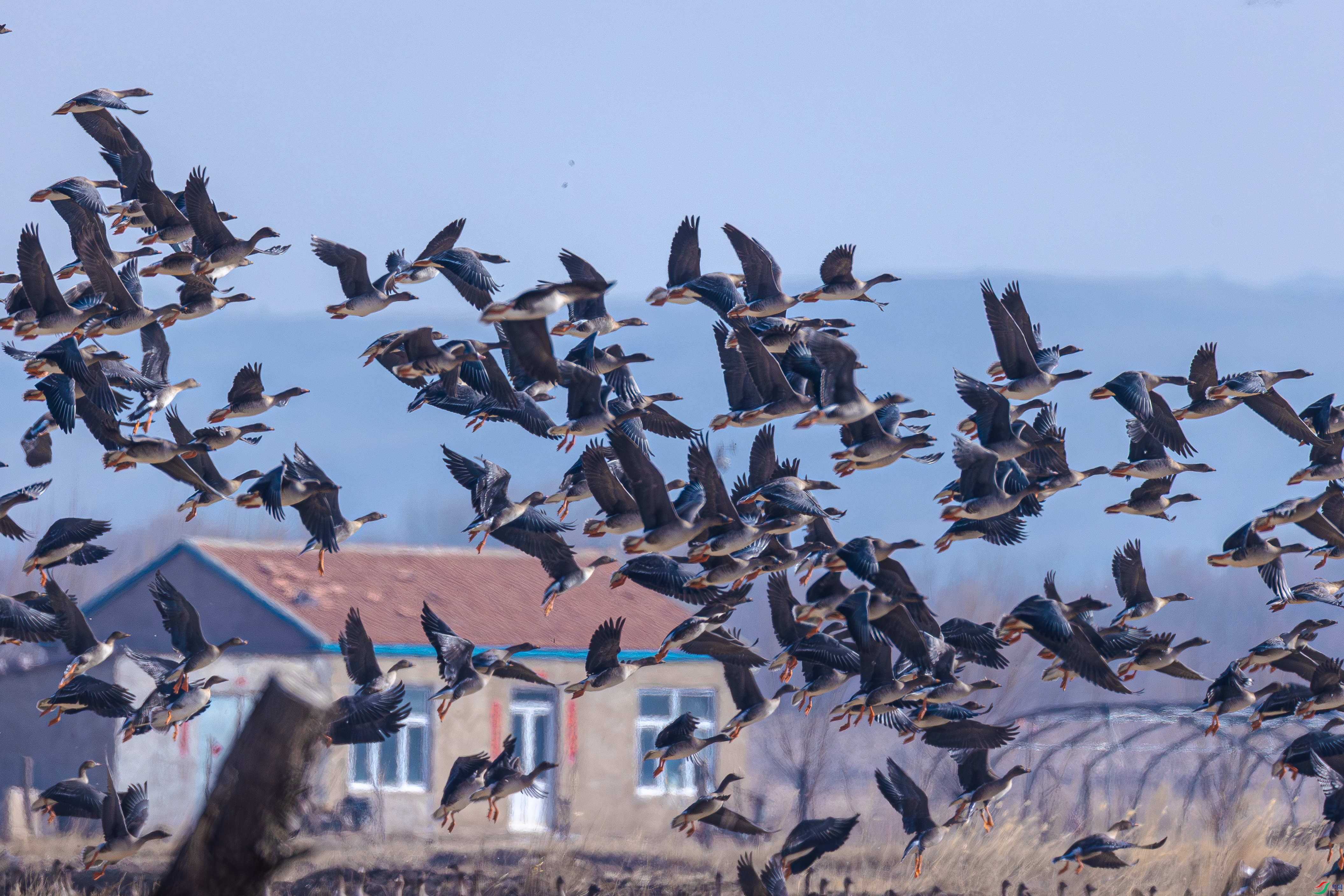 ������ũ��