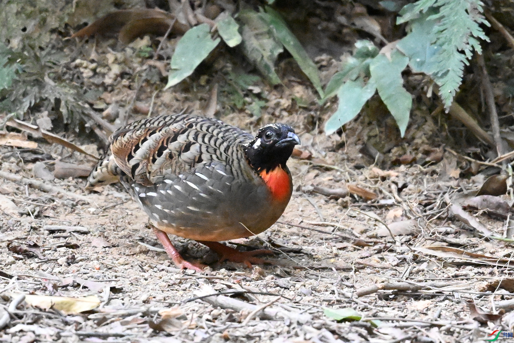 DSC_7258.JPG