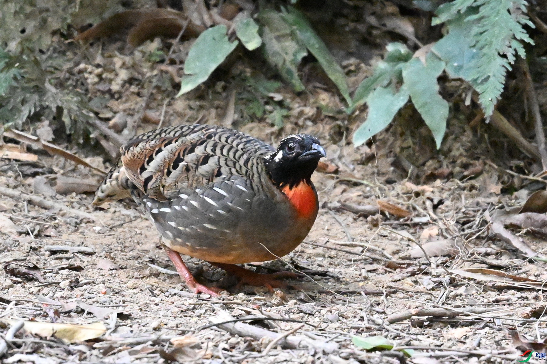 DSC_7260.JPG