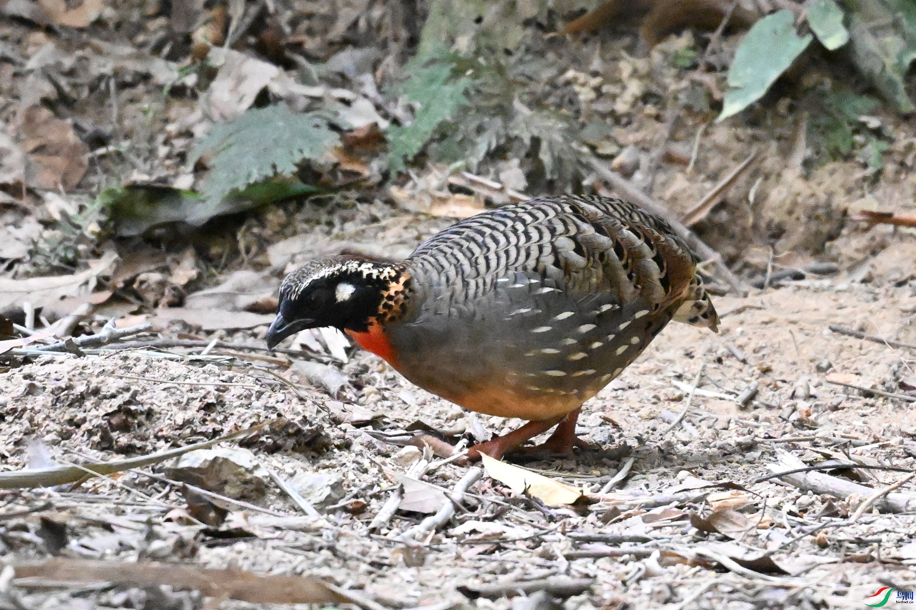 DSC_7282.JPG