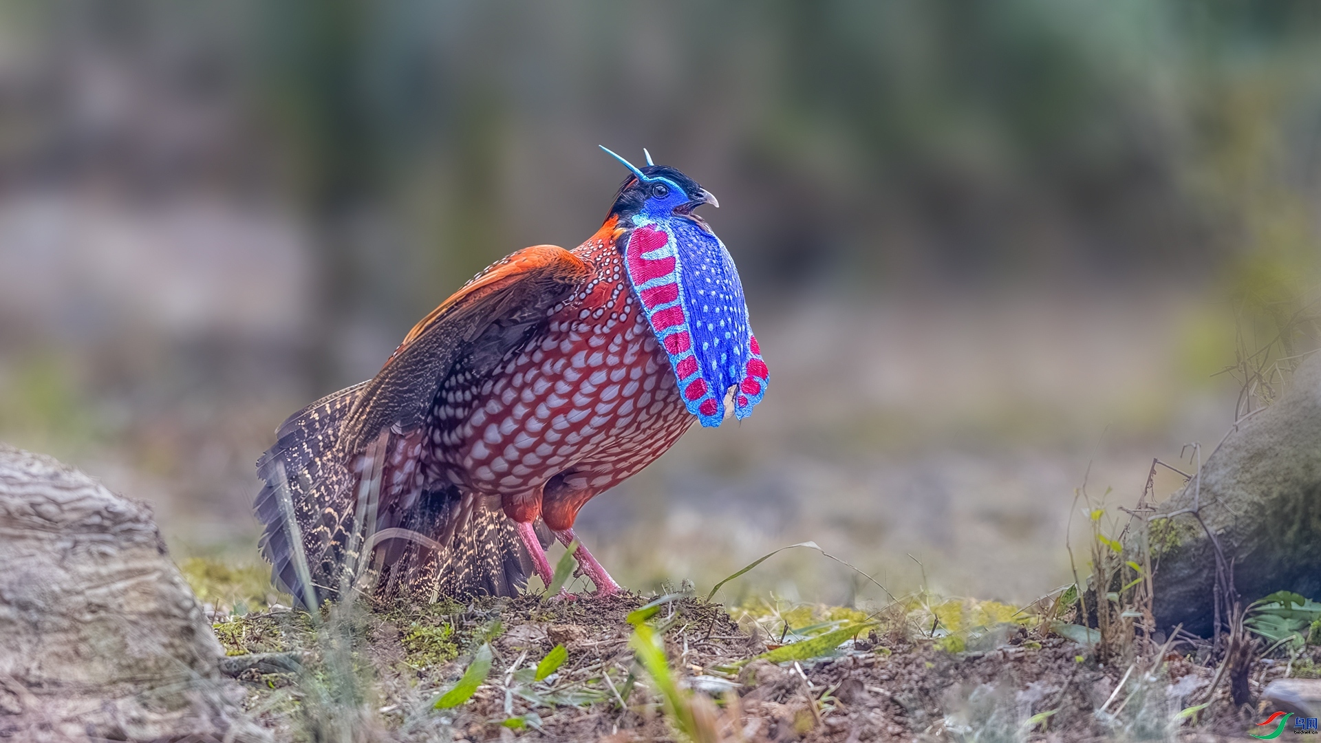 3.25 �����ϼ���ʦ��Ʒ  ���ȼ��  �ٻ�2026��3��25�հ�����ҳ����.jpg