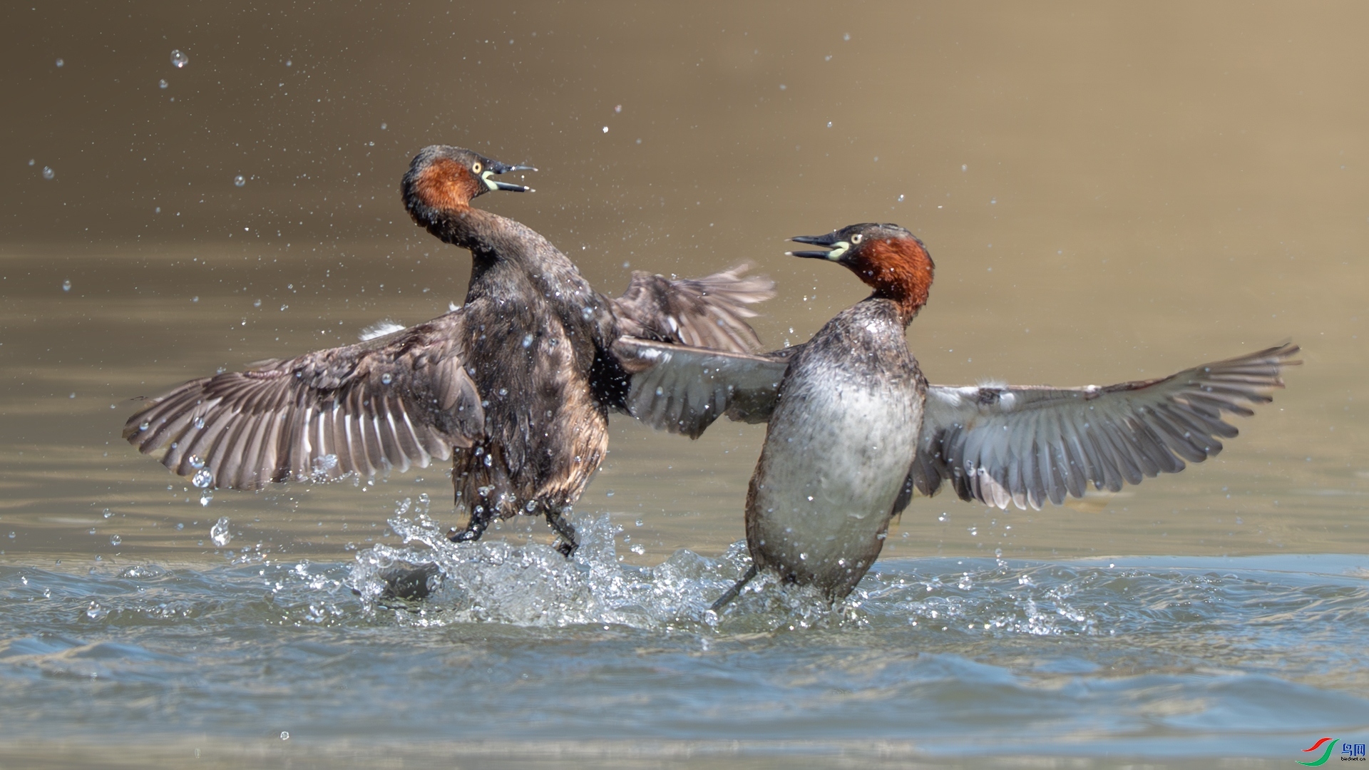 3.24 ��Ů��·����ʦ��Ʒ  ���յ�PT  �ٻ�2026��3��24�հ�����ҳ����.jpg