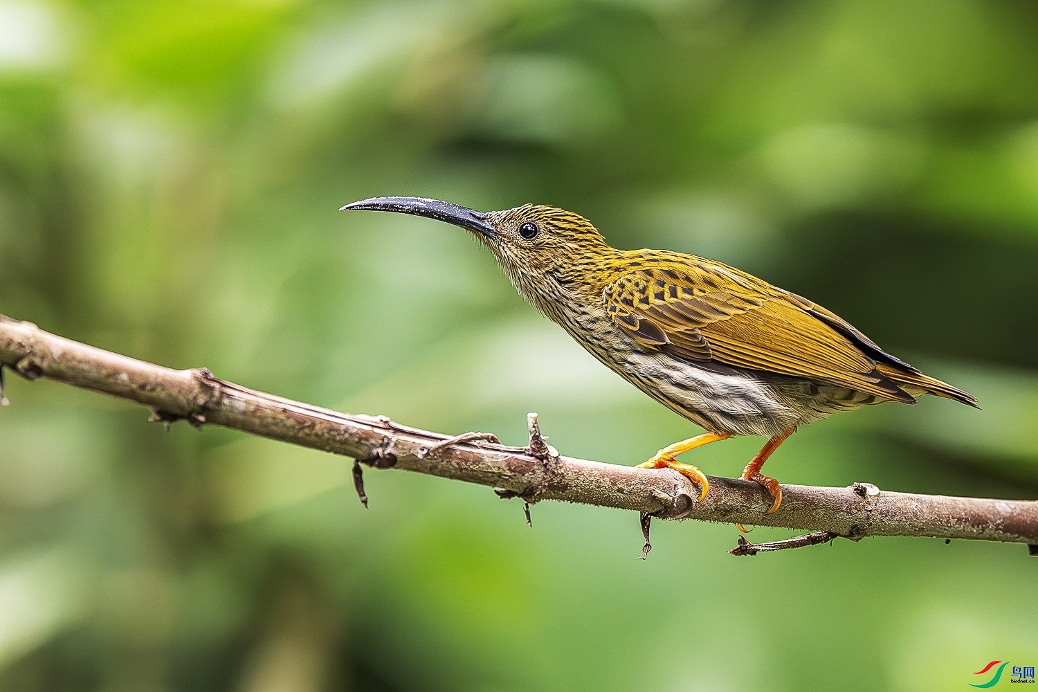 3.25 ��Ȼ��Ȼ��ʦ��Ʒ  ���з�������ң  �ٻ�2026��3��25����Ӱʦ��ҳ����.jpg