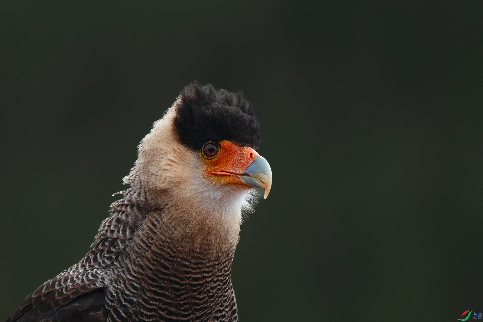 3.26 ��������ʦ��Ʒ  ��ͷ����  �ٻ�2026��3��26����Ӱʦ��ҳ����.jpg