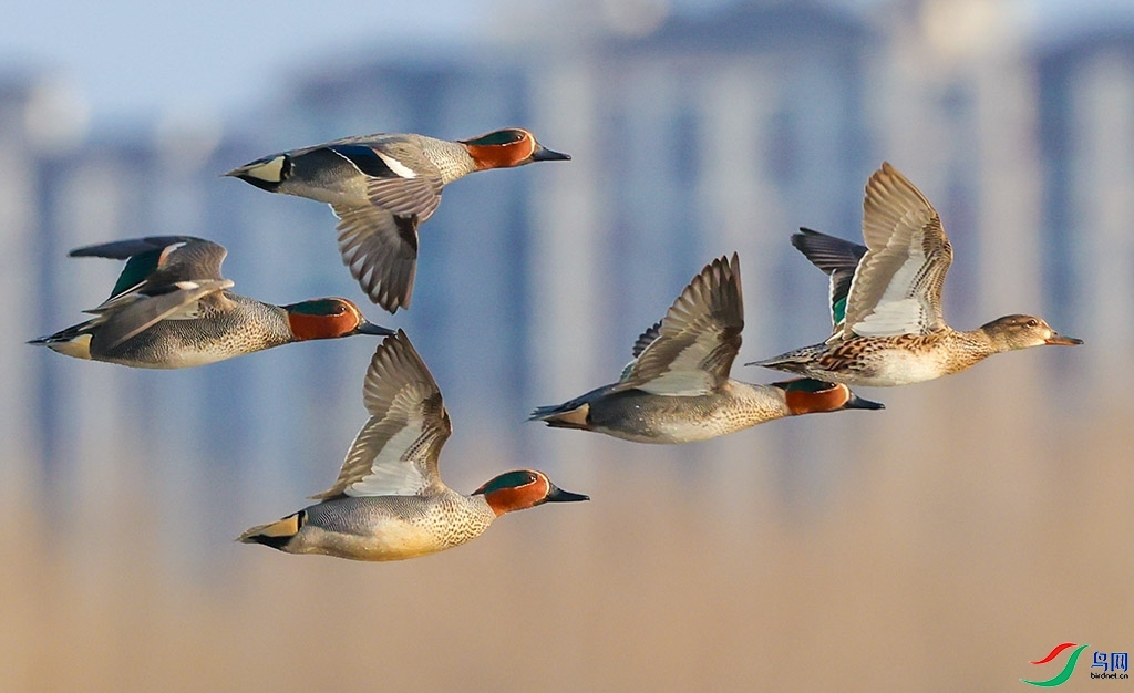 3.26 ���ɹ��Ϸ��492��ʦ��Ʒ  Ǩ���е��̳�Ѽ  �ٻ�2026��3��26�ջ�Ա��ҳ����.jpg