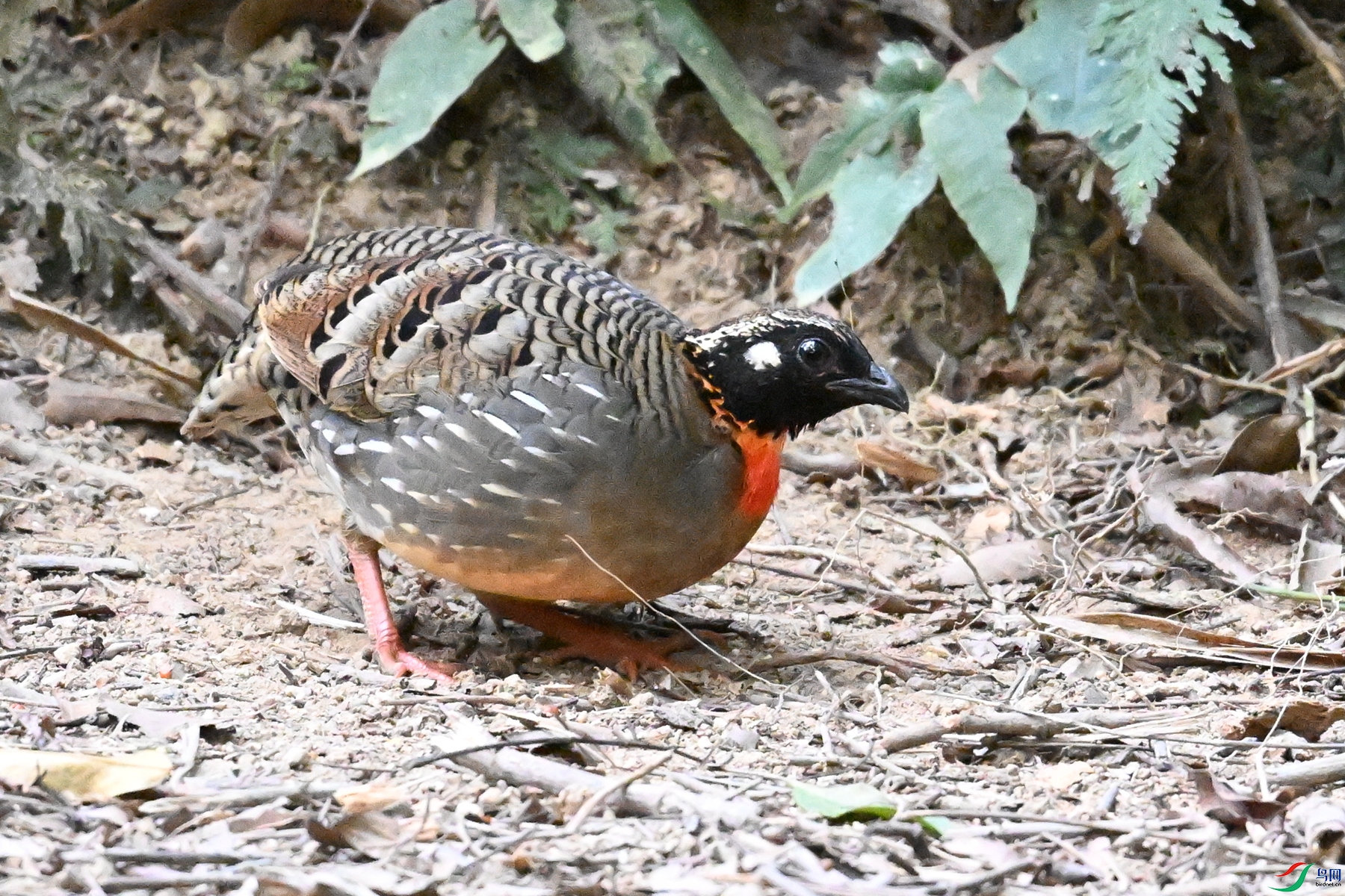 DSC_7261.JPG