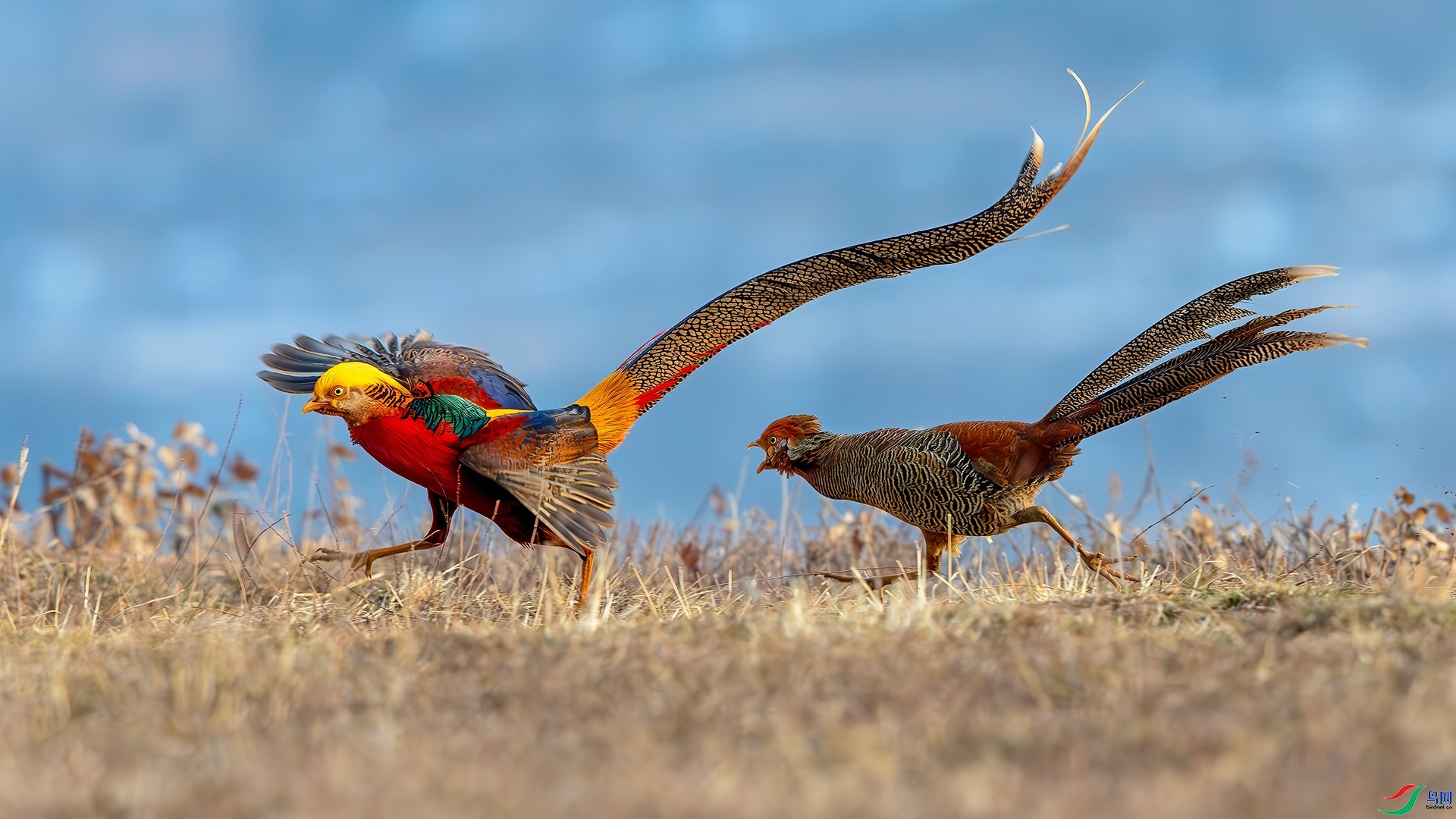 3.28 �ɵ���ʦ��Ʒ  ׷��  �ٻ�2026��3��28����Ӱʦ��ҳ����.jpg