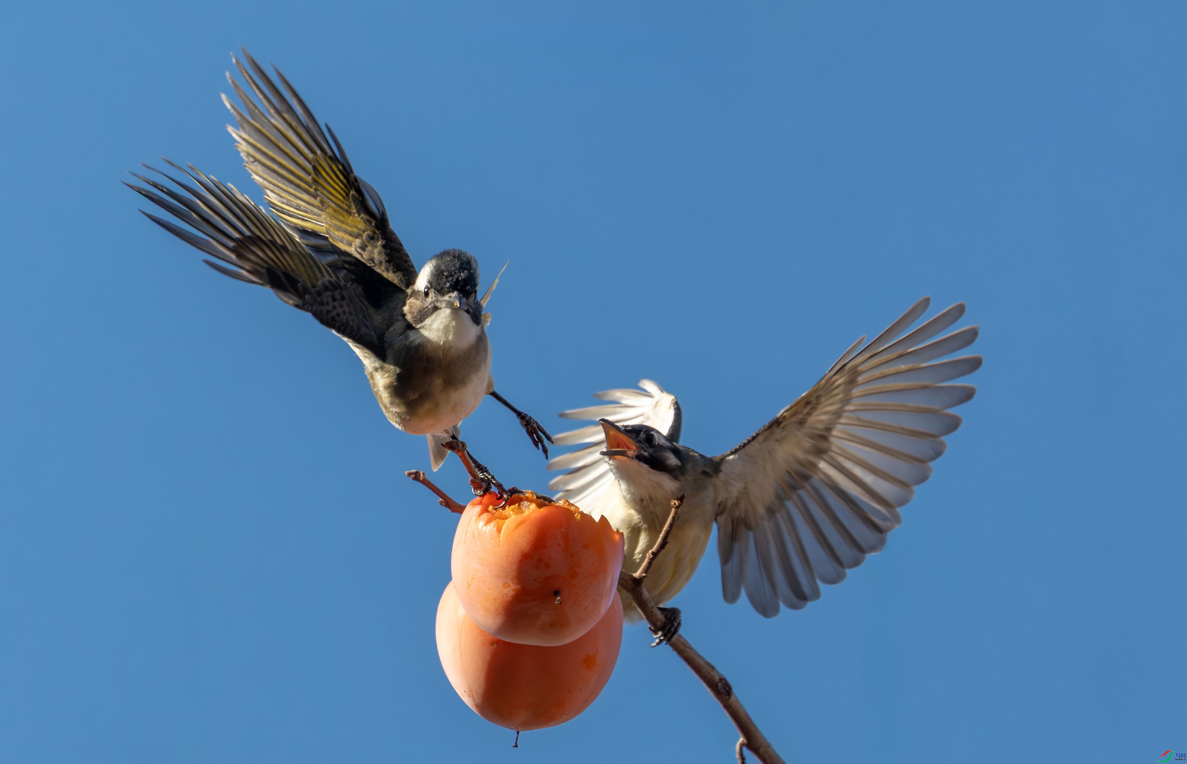 3.28 ����˶����ʦ��Ʒ  ����  �ٻ�2026��3��28�ջ�Ա��ҳ����.jpg