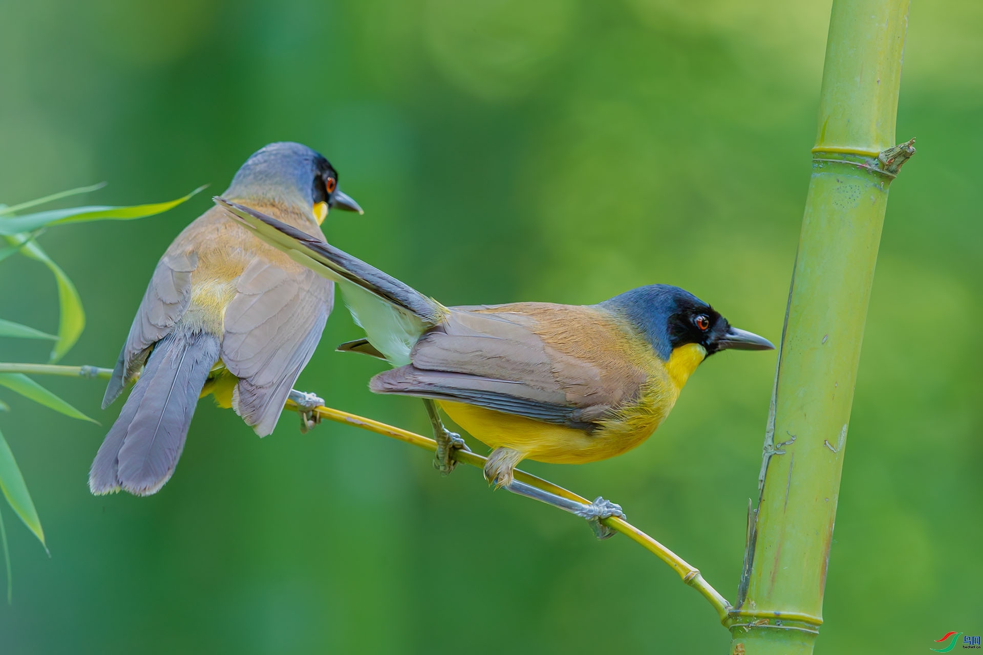 3.29 ����a��ʦ��Ʒ  �ֱ�Ť   �ٻ�2026��3��29����Ӱʦ��ҳ����.jpg