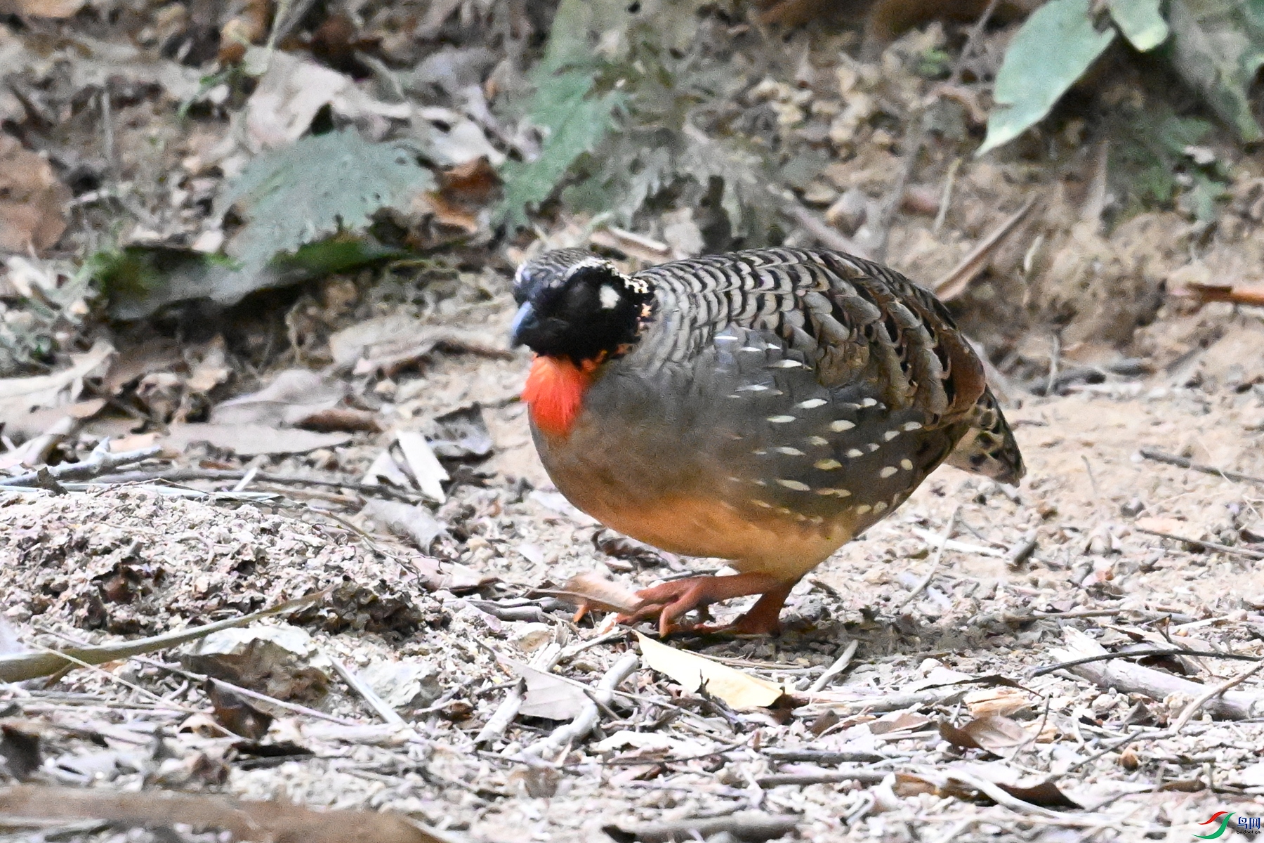 DSC_7284.JPG