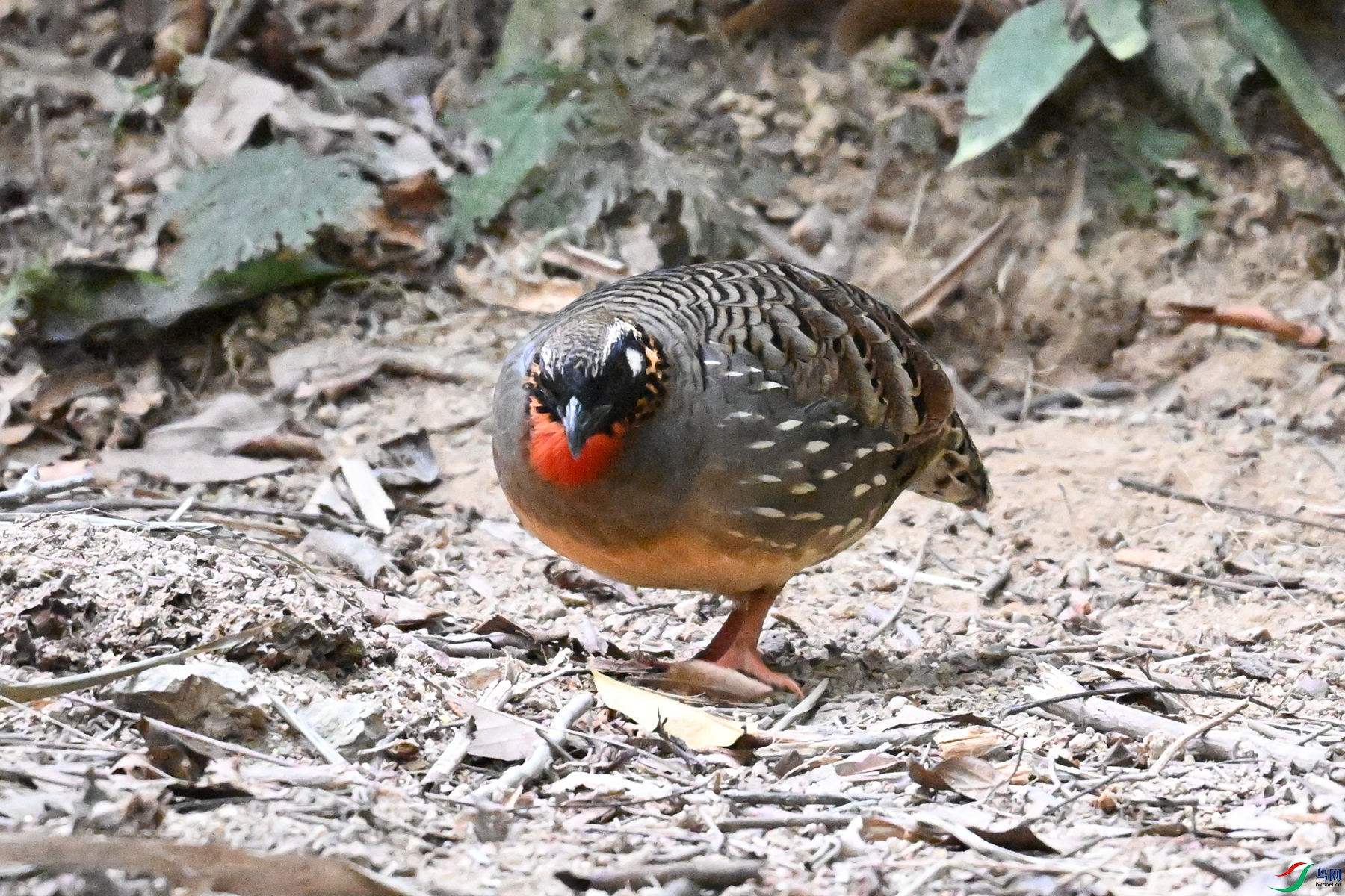 DSC_7285.JPG