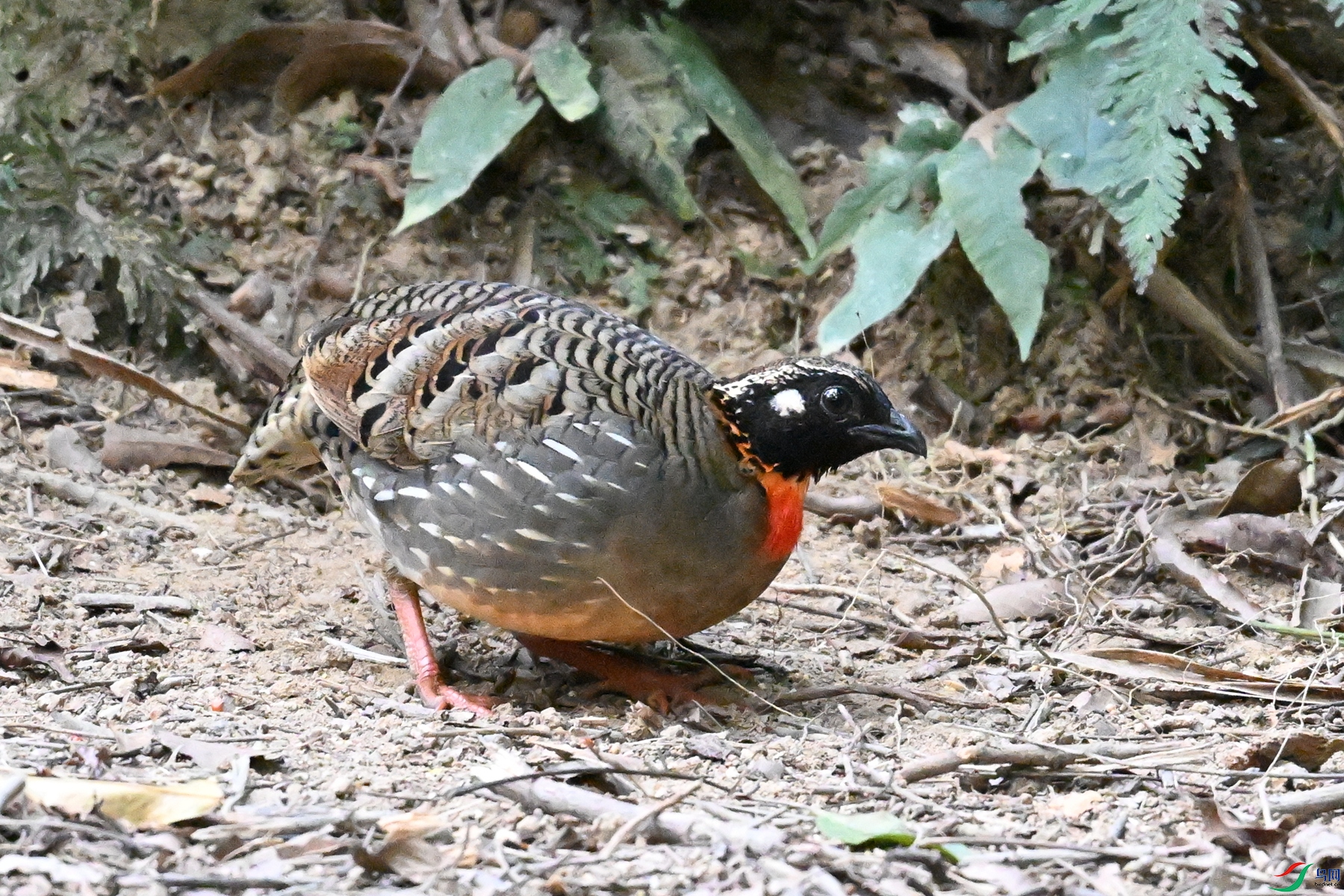 DSC_7263.JPG