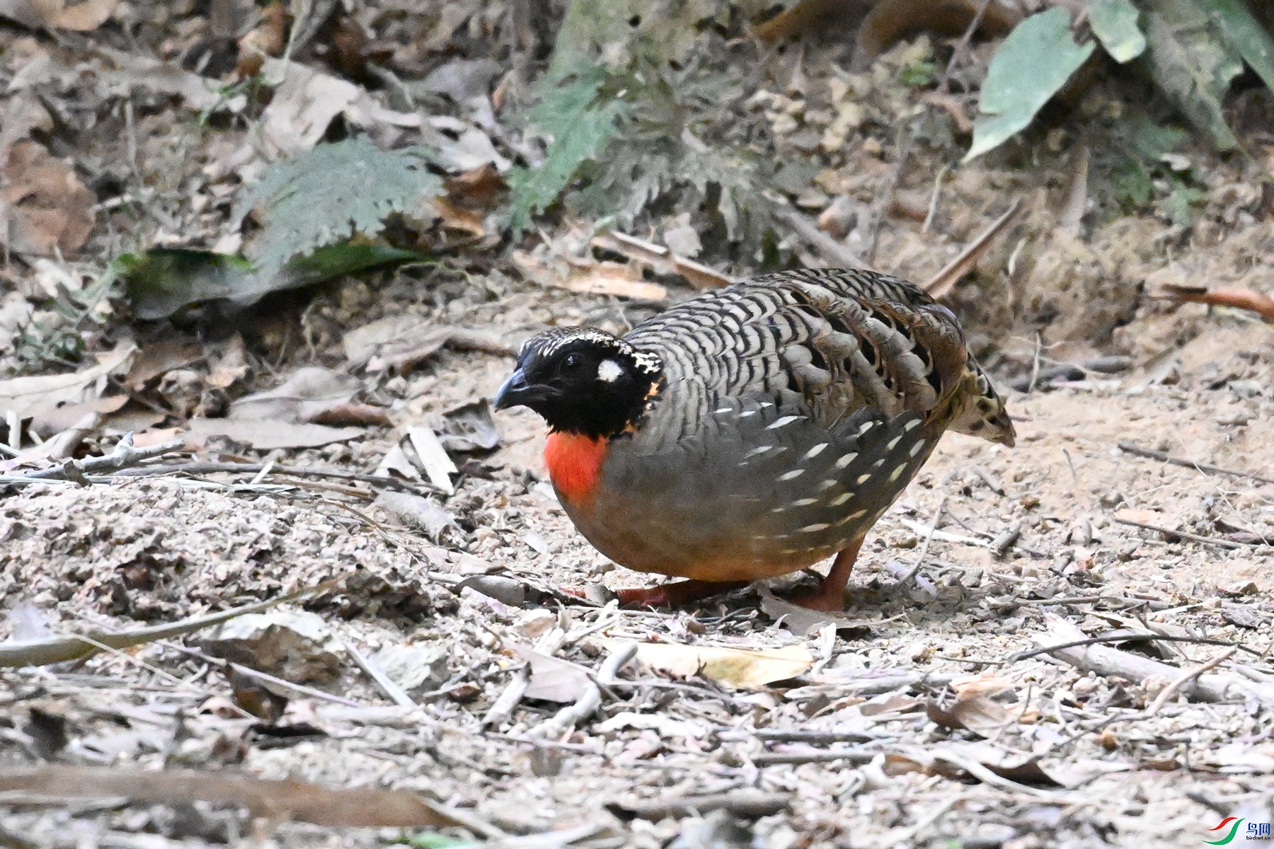 DSC_7268.JPG