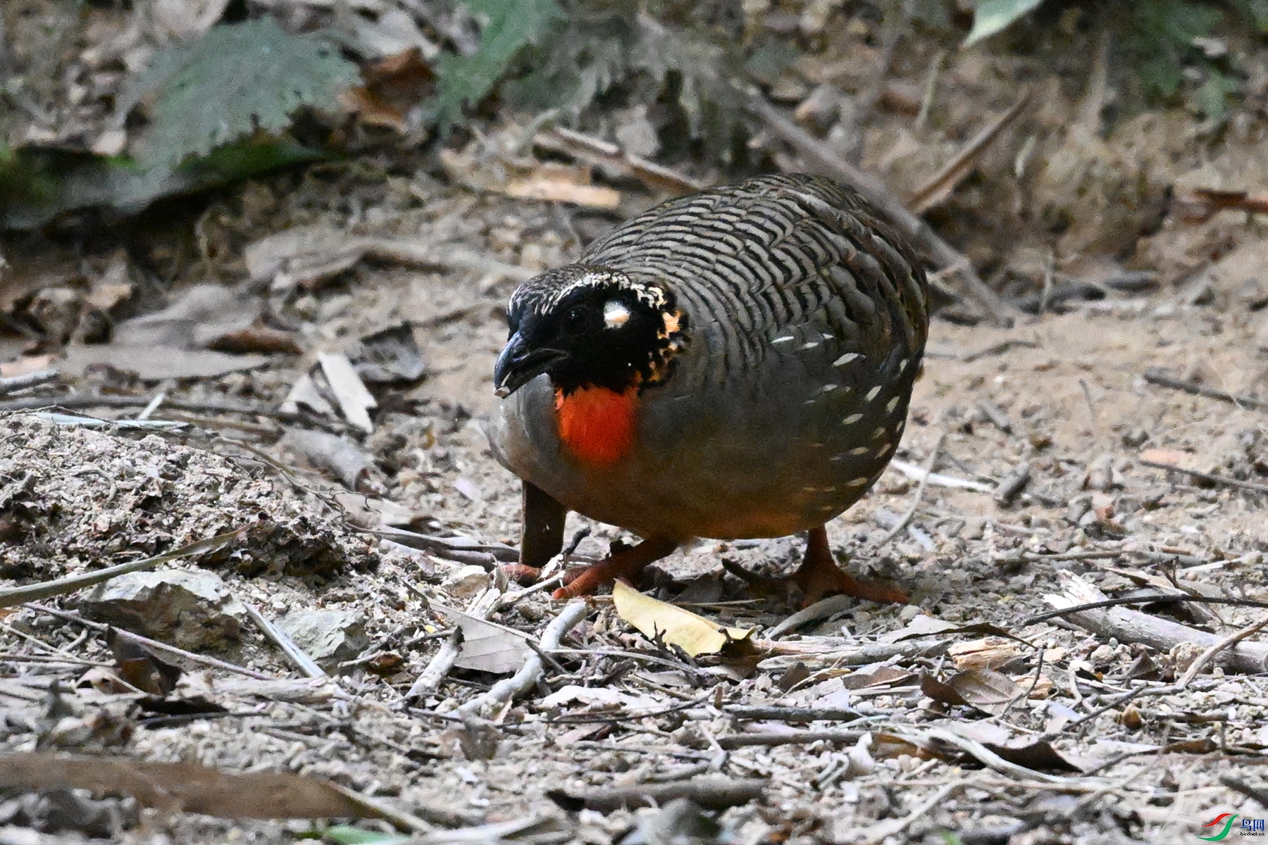 DSC_7271.JPG