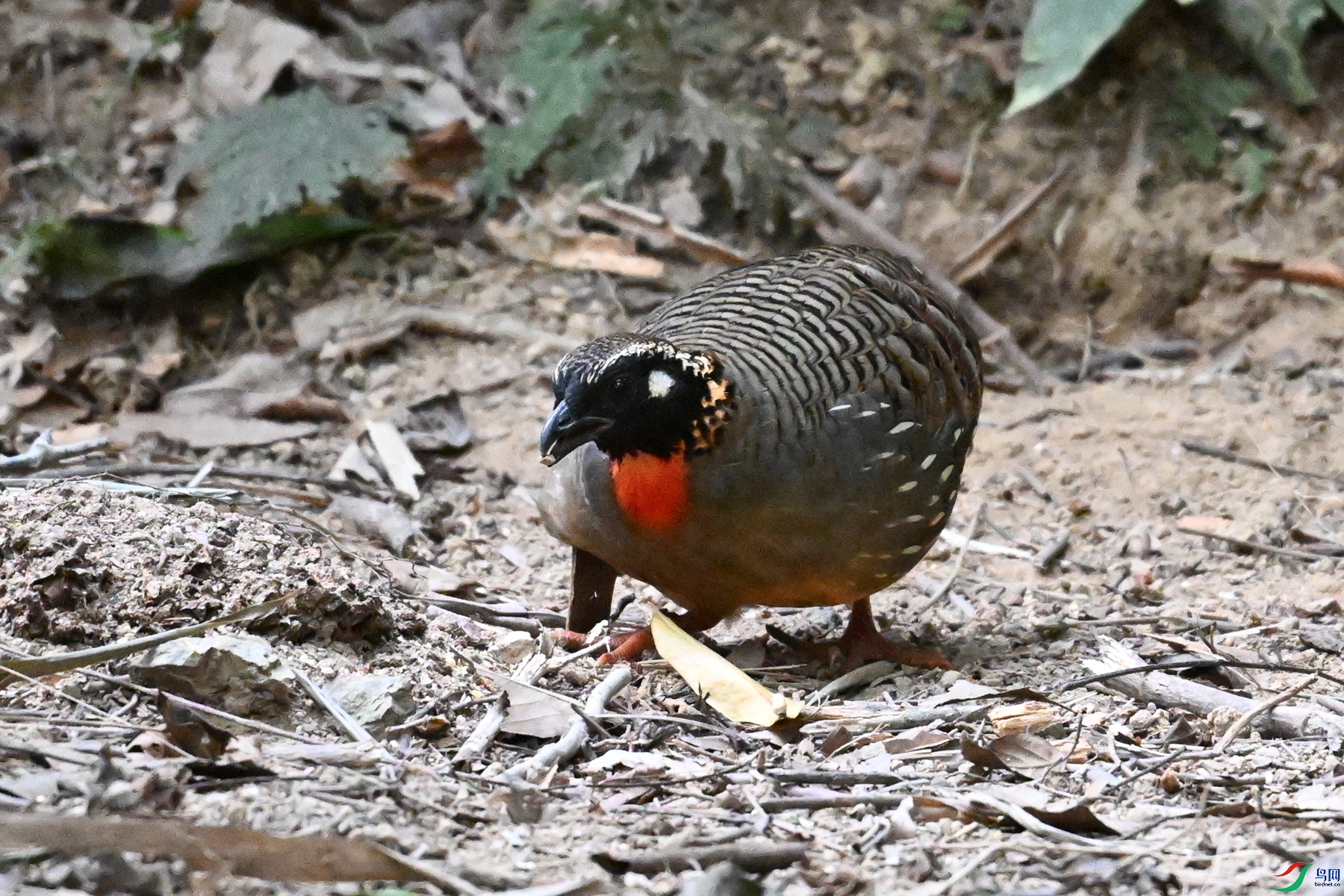 DSC_7274.JPG