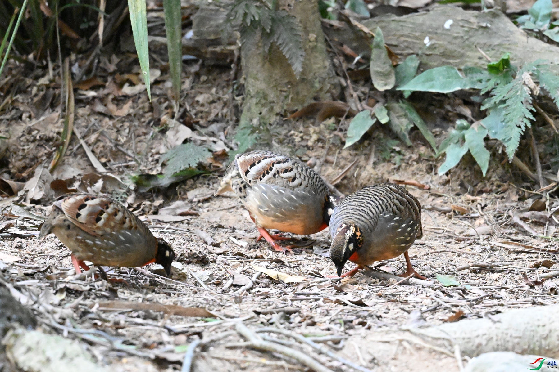 DSC_7294.JPG