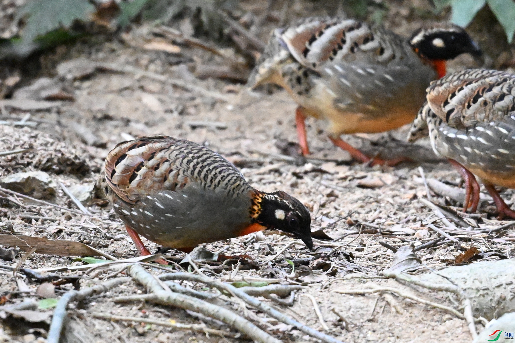 DSC_7296.JPG