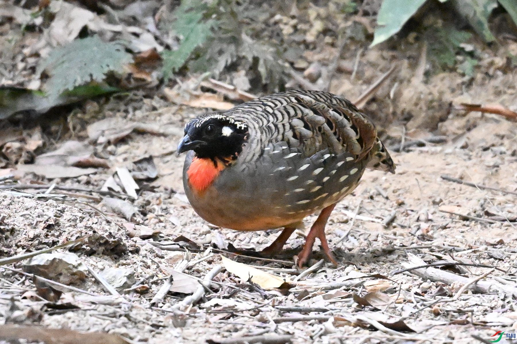 DSC_7279.JPG