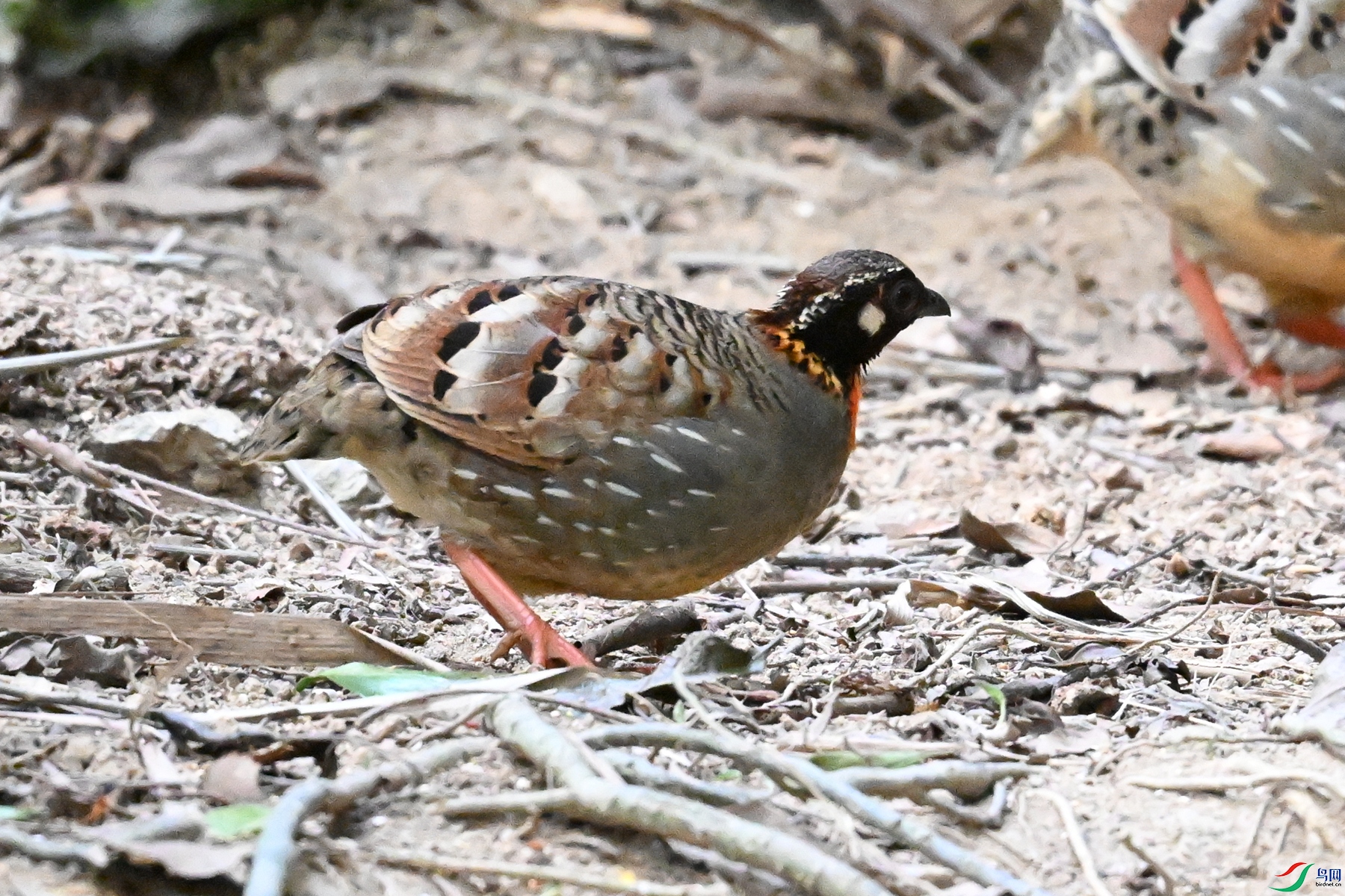 DSC_7299.JPG