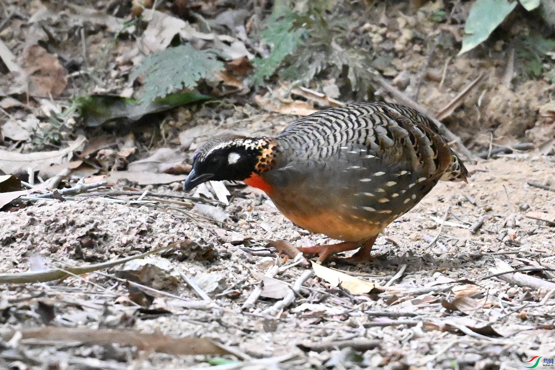 DSC_7281.JPG