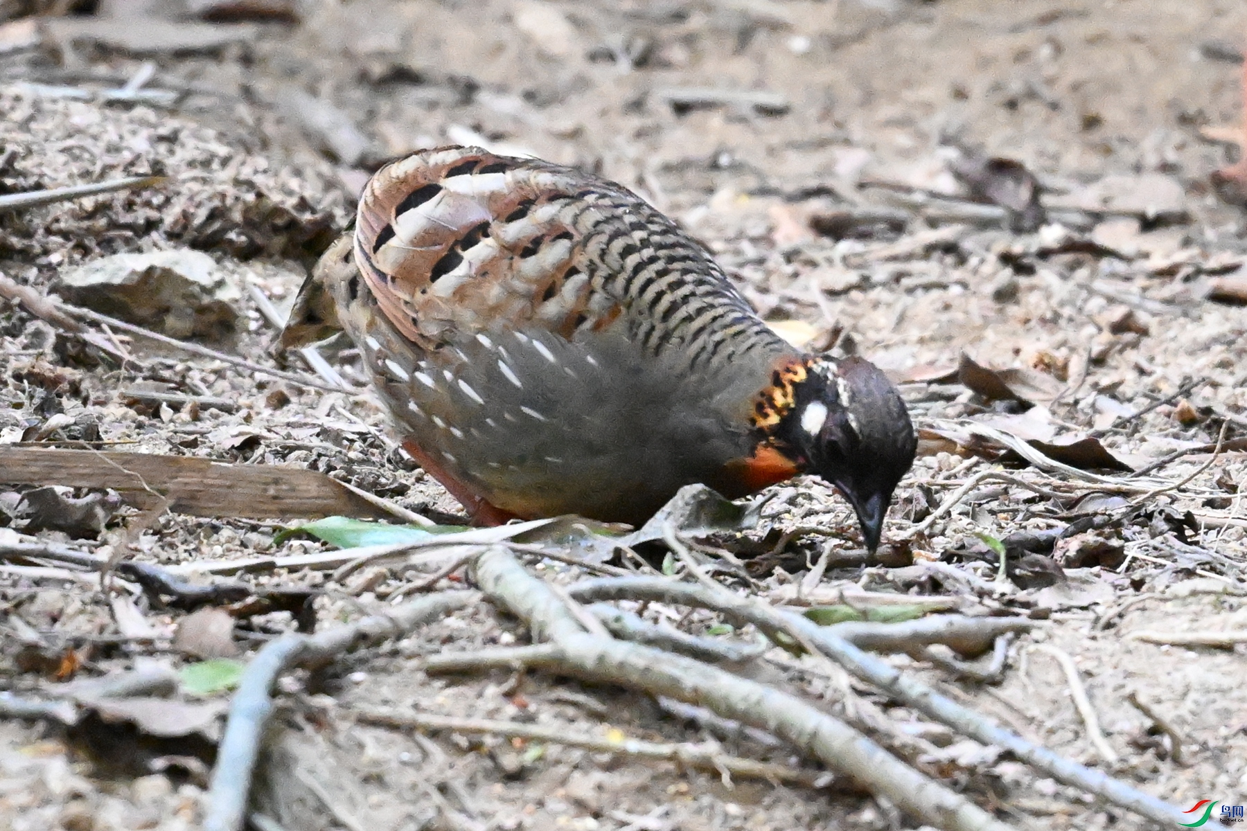 DSC_7301.JPG
