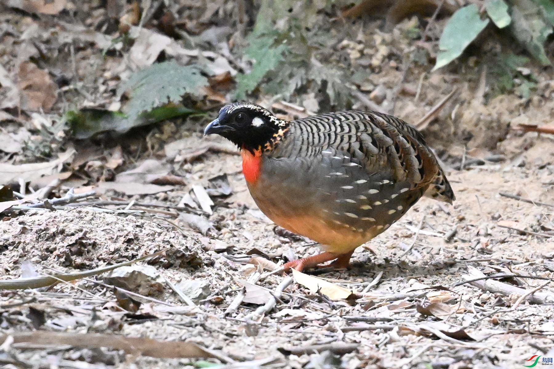 DSC_7283.JPG