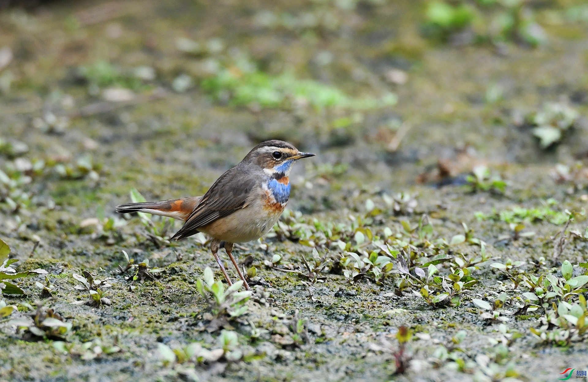 DSC_7666.jpg