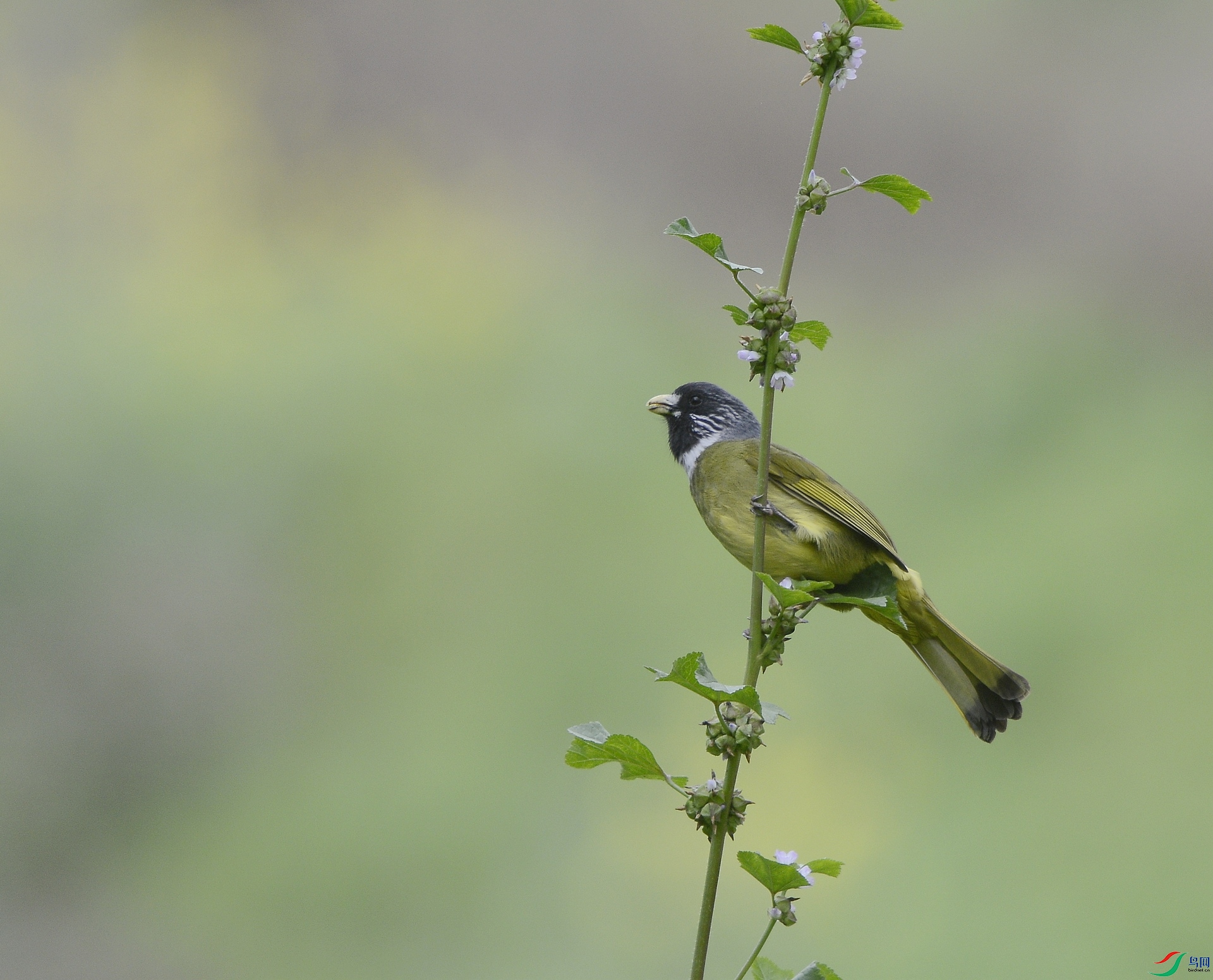 _D809238.jpg
