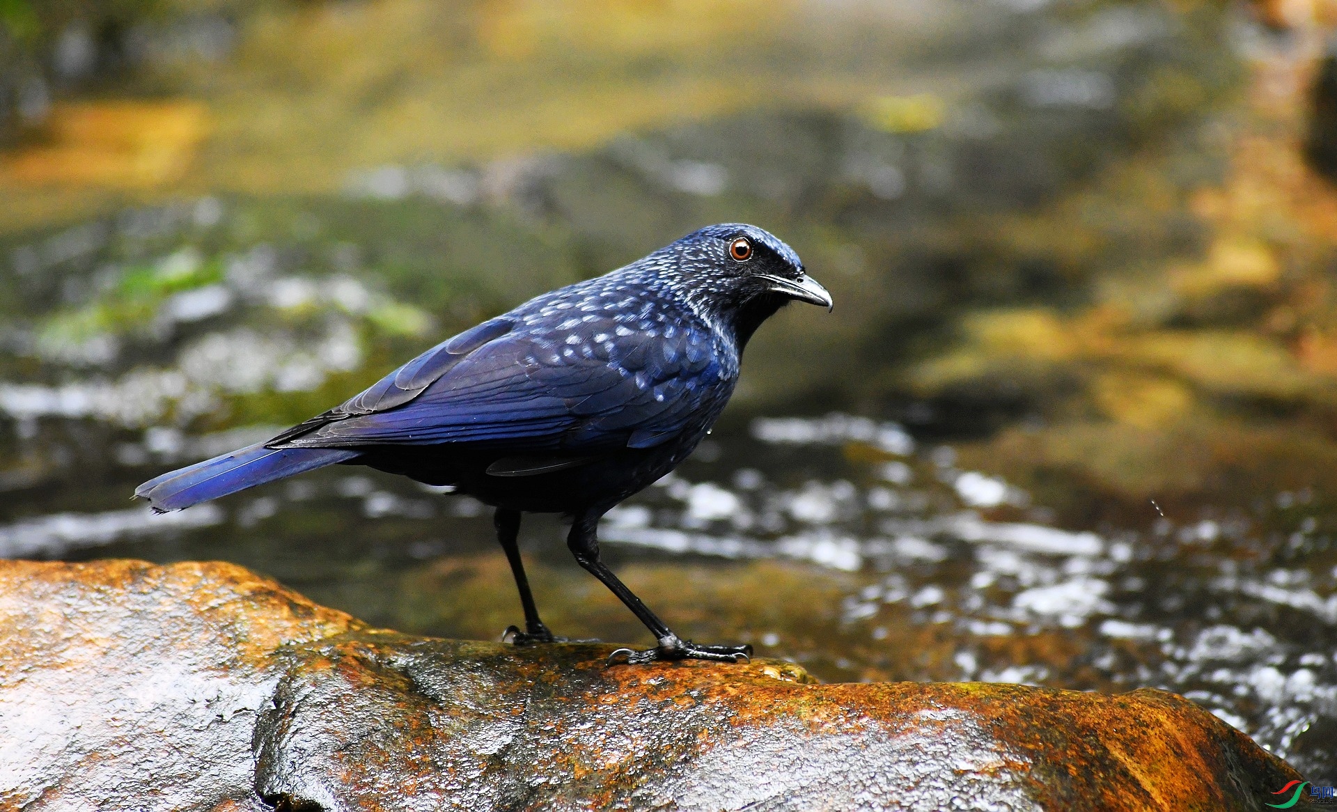 DSC_7933.jpg