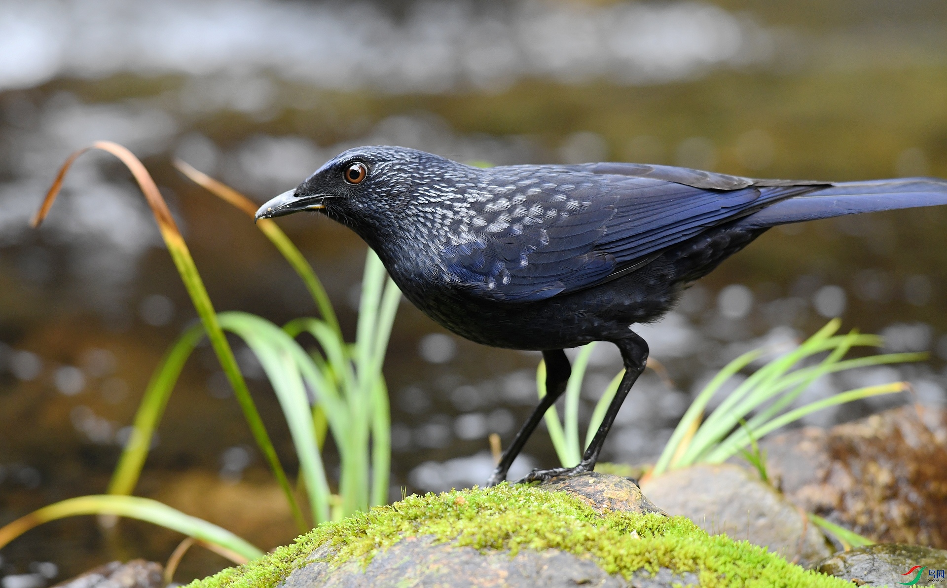 DSC_7988.jpg
