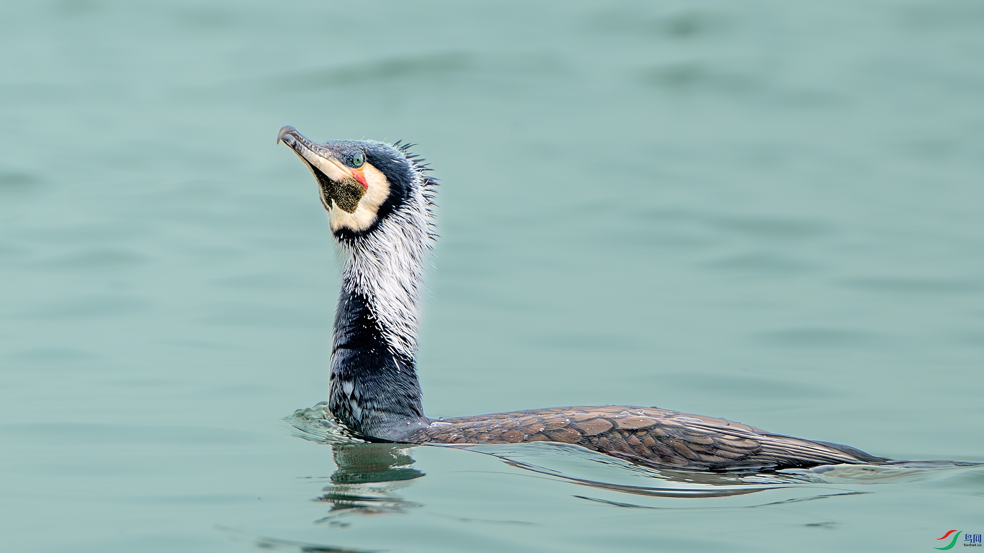 DSC_8347-����ǿ-NR ����.jpg
