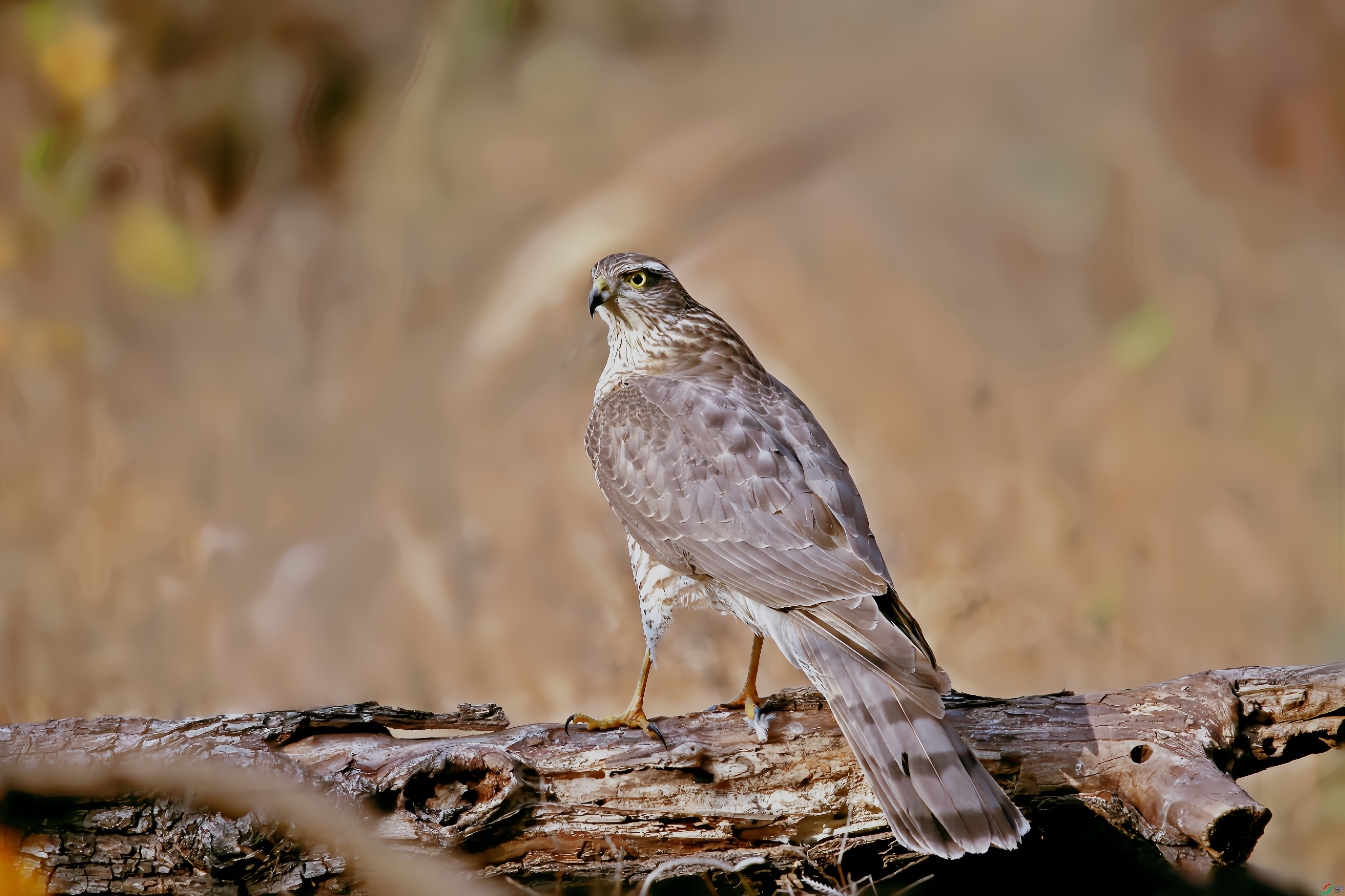 B61X0681_����.jpg
